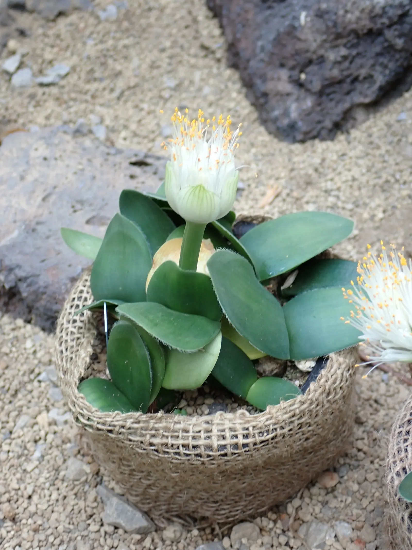 White Paintbrush (Haemanthus Albiflos) — the plant showcases its brush-like inflorescences; scientifically named Haemanthus albiflos, image 63