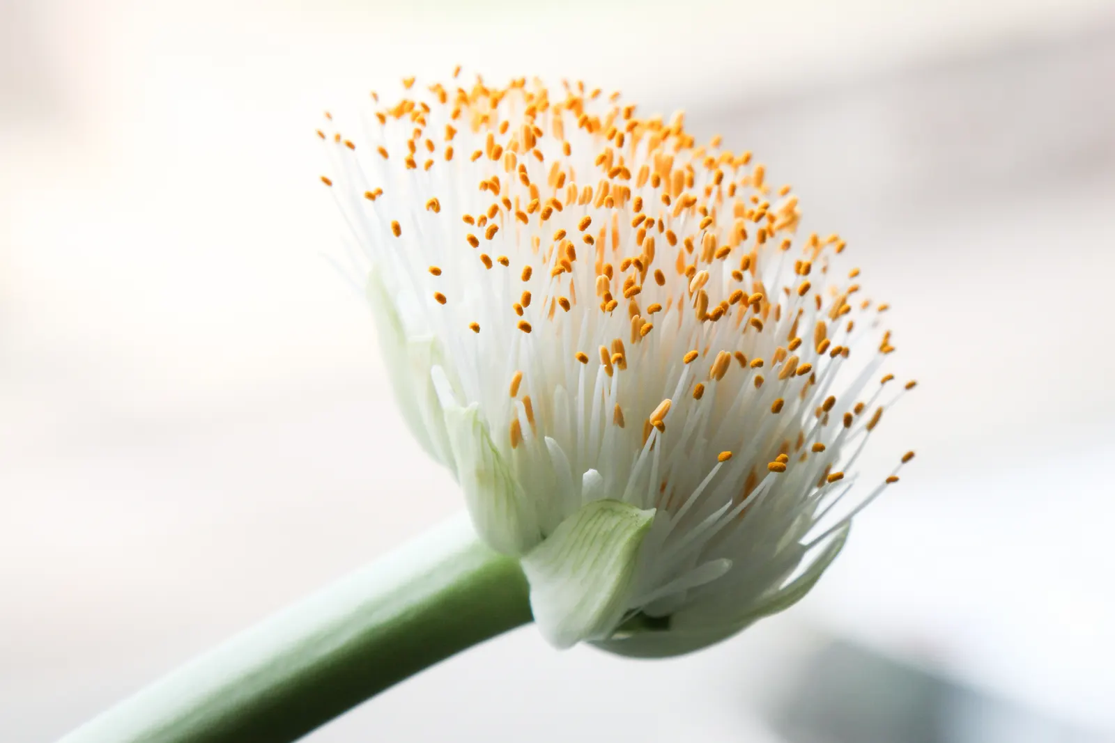 White Paintbrush (Haemanthus Albiflos) — adding textural contrast to a landscape throughout the year; bulb with white blooms