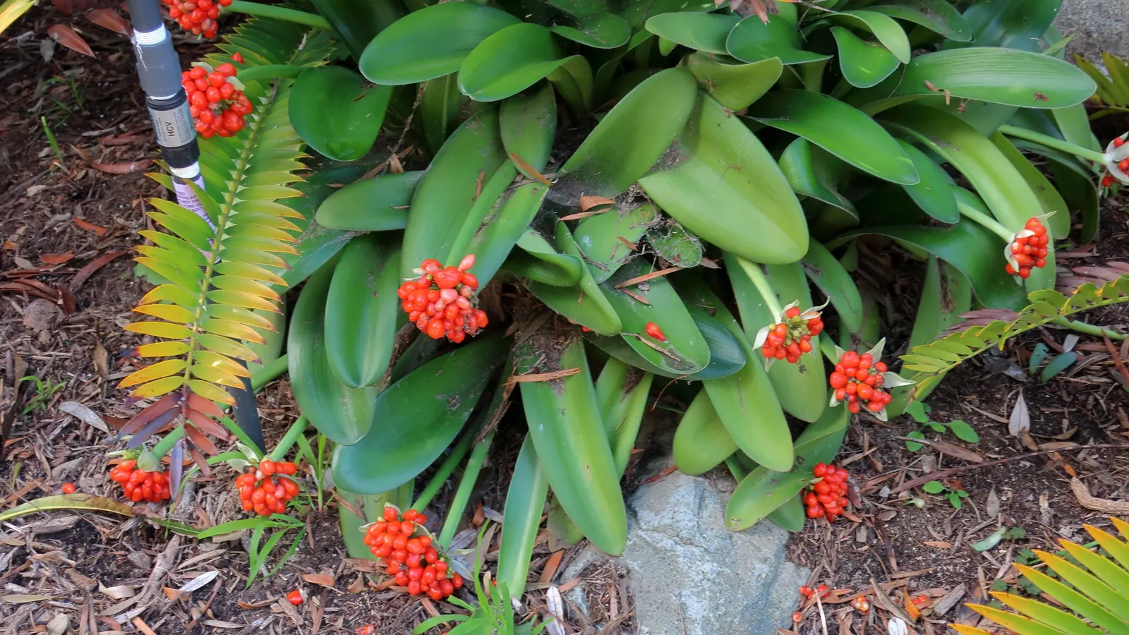 White Paintbrush (Haemanthus Albiflos) — is an intriguing perennial bulb featuring lush green leaves and striking white flowers; ideal for USDA, image 49
