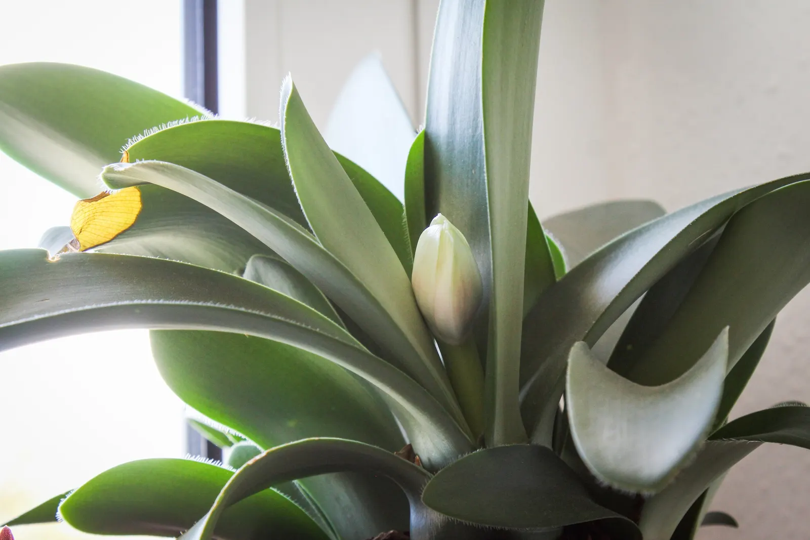 White Paintbrush (Haemanthus Albiflos) — and water consistently but sparingly; which makes it ideally suited for understory plantings or north-facing gardens