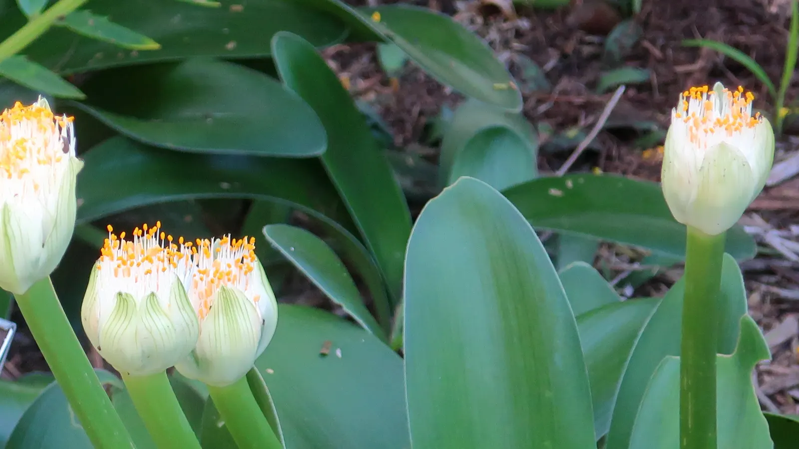 White Paintbrush (Haemanthus Albiflos) — A sheltered location will help in regions with cooler climates.<br><br>The lance-shaped; the Dappled Snowbrush