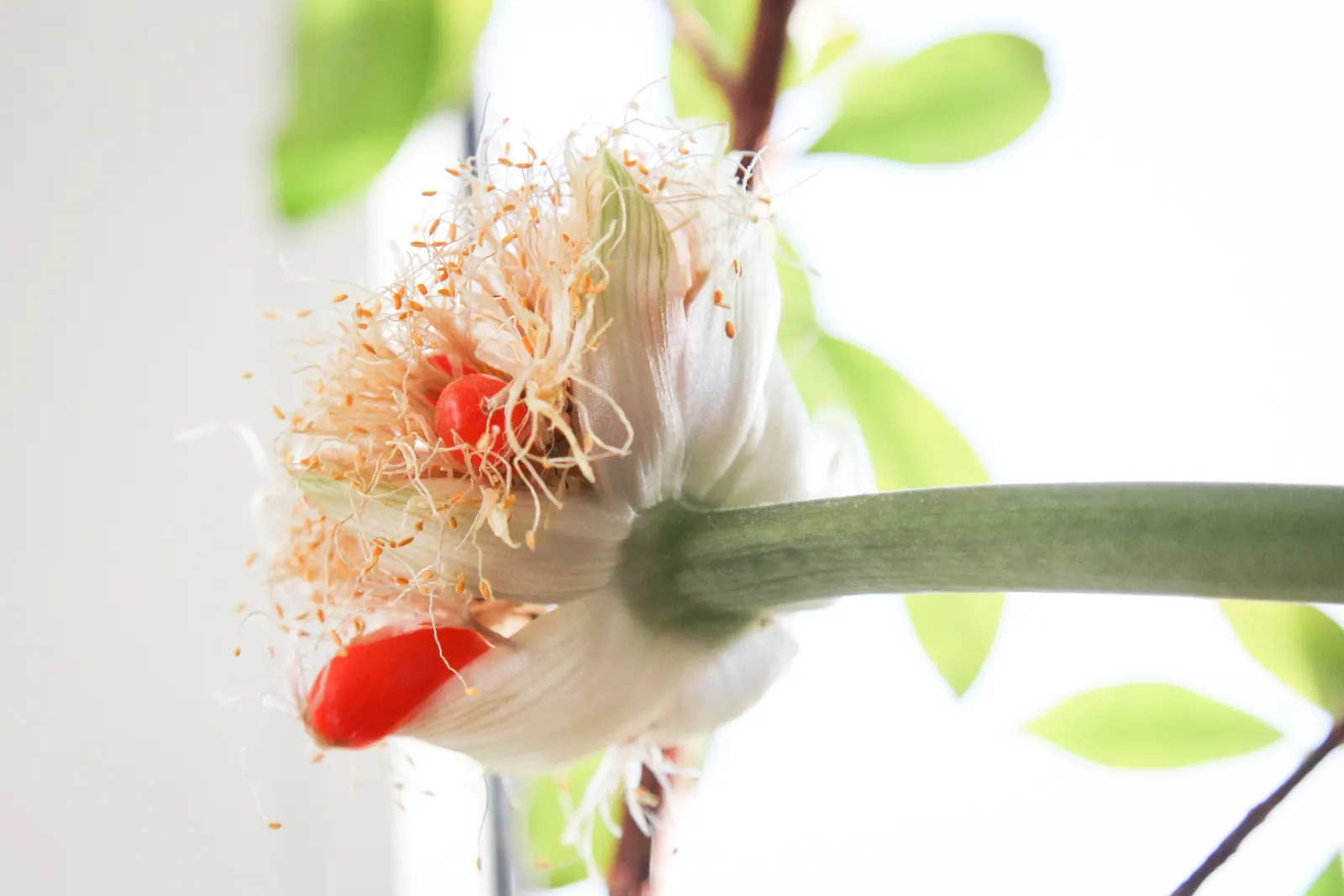 White Paintbrush (Haemanthus Albiflos) — the Dappled Snowbrush prospers under partial shade to full shade conditions