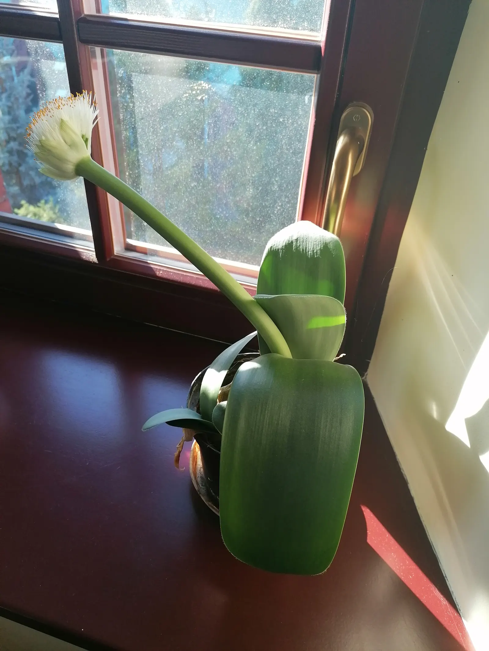 White Paintbrush (Haemanthus Albiflos) — and water consistently but sparingly