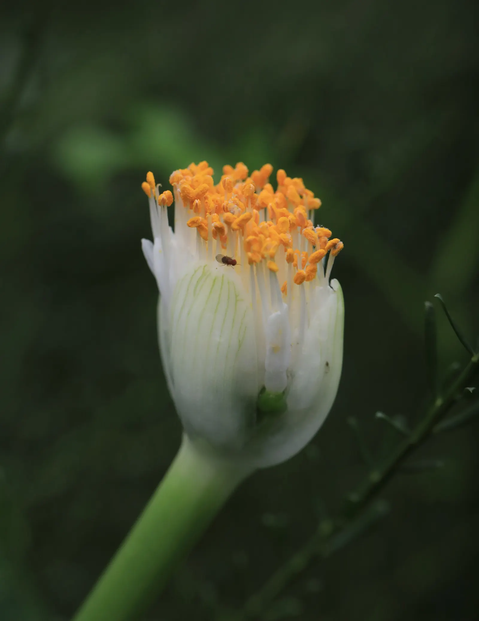 White Paintbrush (Haemanthus Albiflos) — This low-maintenance plant thrives in well-drained soil, requiring minimal water once established