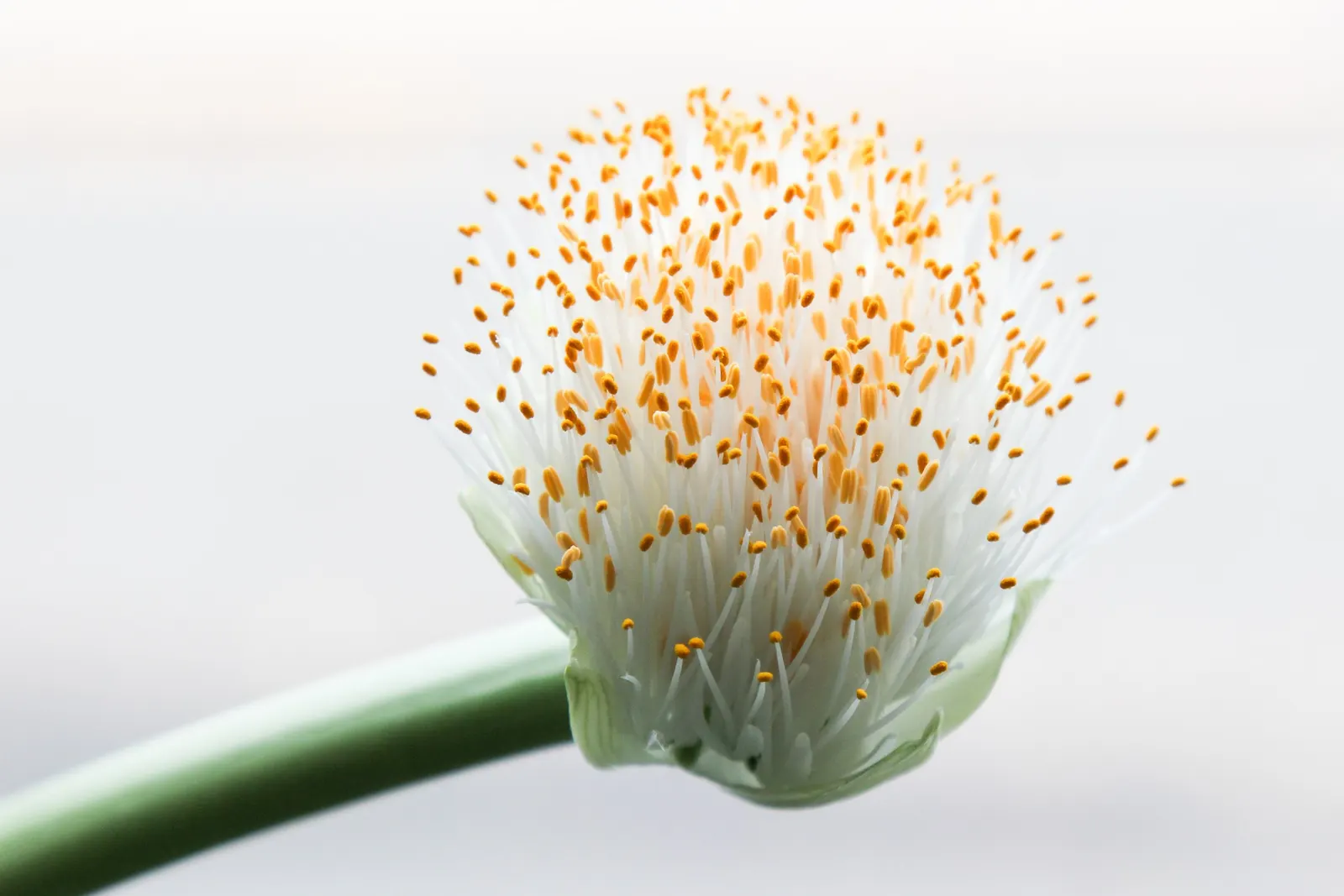 White Paintbrush (Haemanthus Albiflos) — is an intriguing perennial bulb featuring lush green leaves and striking white flowers