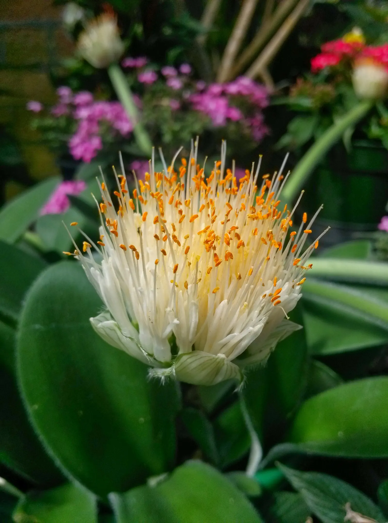 White Paintbrush (Haemanthus Albiflos) — This low-maintenance plant thrives in well-drained soil, requiring minimal water once established; enrich the soil