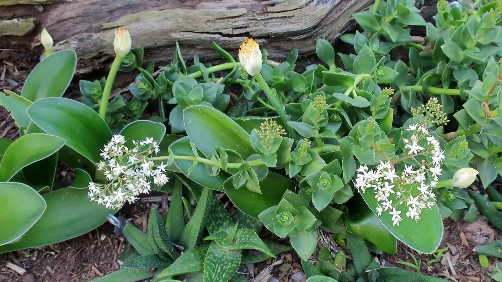 White Paintbrush (Haemanthus Albiflos) — as the Dappled Snowbrush does not tolerate soggy roots; which rises above the foliage