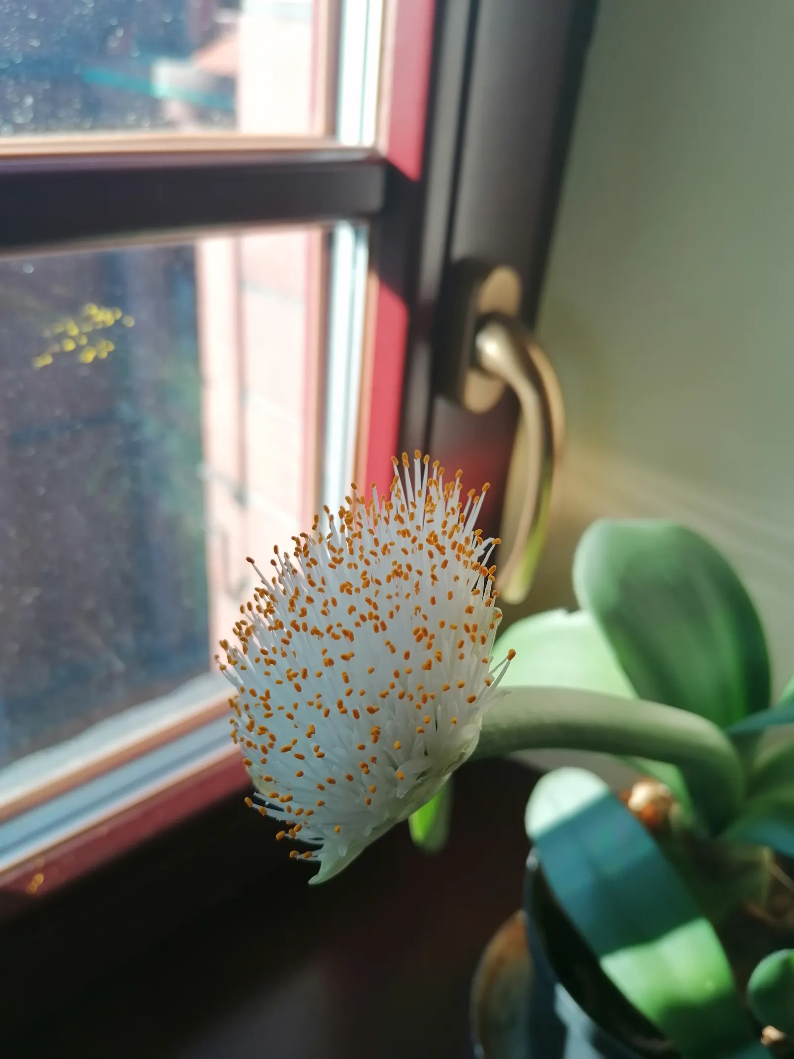 White Paintbrush (Haemanthus Albiflos) — bulb with white blooms