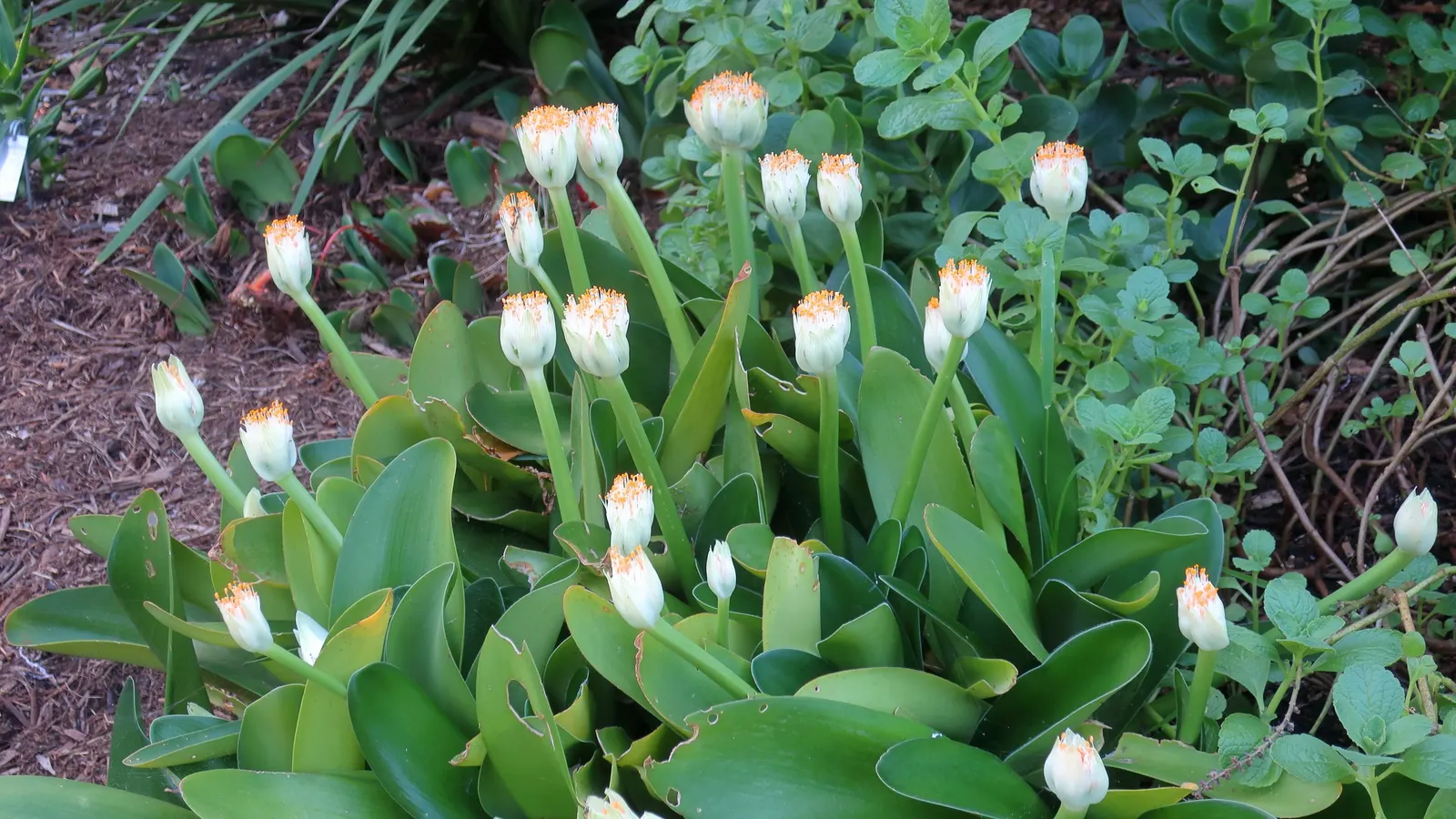 White Paintbrush (Haemanthus Albiflos) — is a unique and intriguing addition to any landscape design; white flowers in the garden