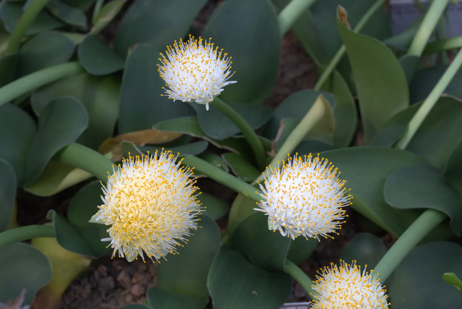 White Paintbrush (Haemanthus Albiflos) — accentuating shaded areas up to 12 inches tall and wide; it is hardy in USDA zones 10 through 12, image 50