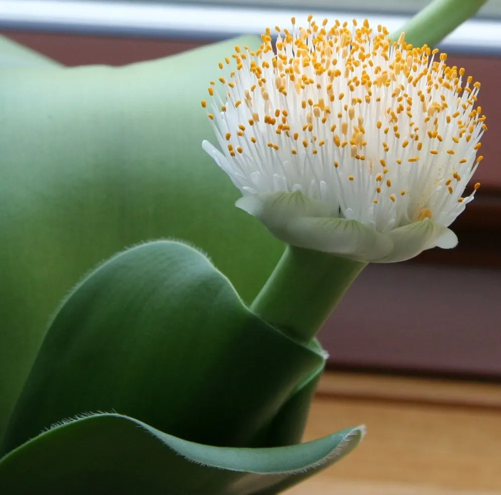White Paintbrush (Haemanthus Albiflos) — enrich the soil with organic matter to ensure it is well-draining; this low-maintenance plant thrives in, image 66