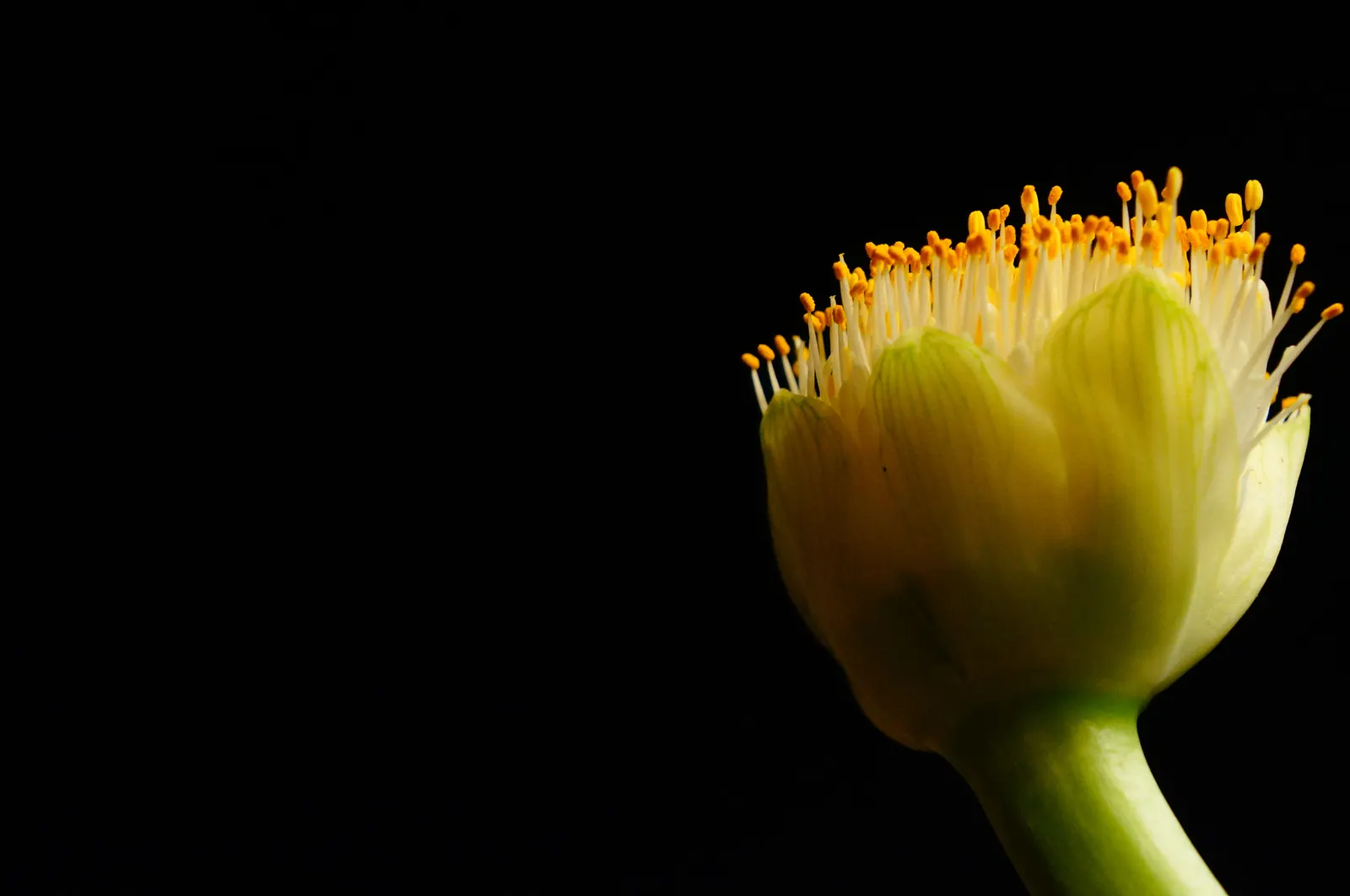 White Paintbrush (Haemanthus Albiflos) — white flowers in the garden; is a unique and intriguing addition to any landscape design, image 70