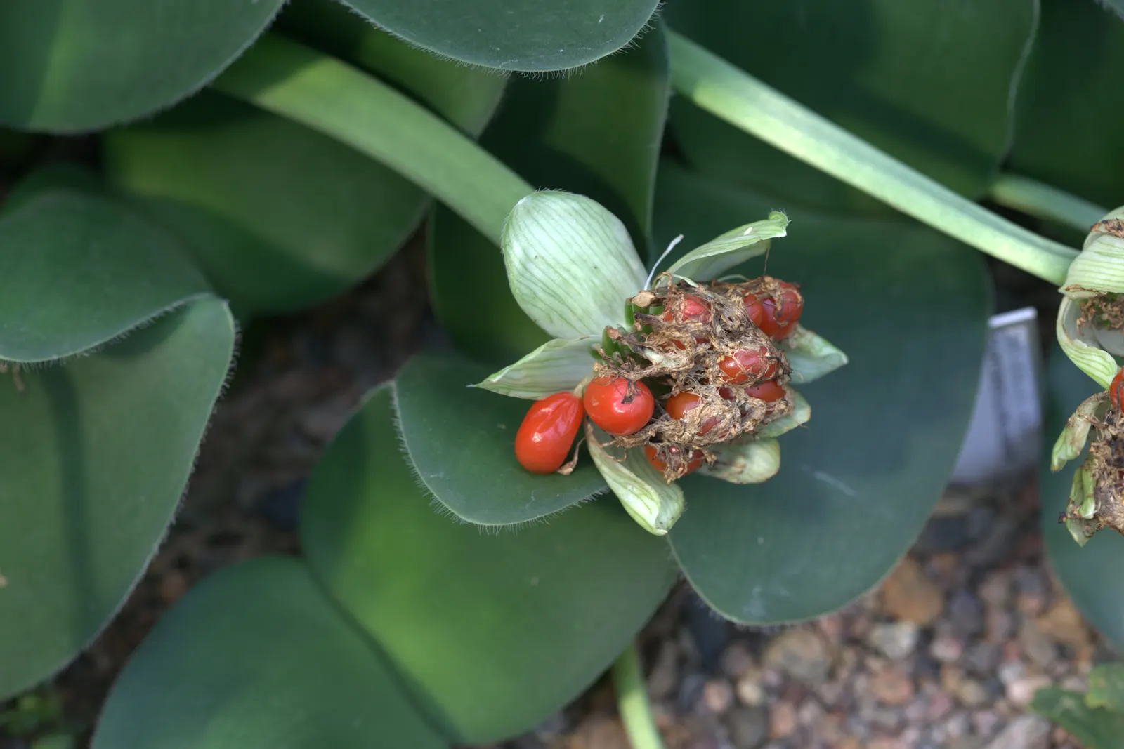 White Paintbrush (Haemanthus Albiflos) — which makes it ideally suited for understory plantings or north-facing gardens