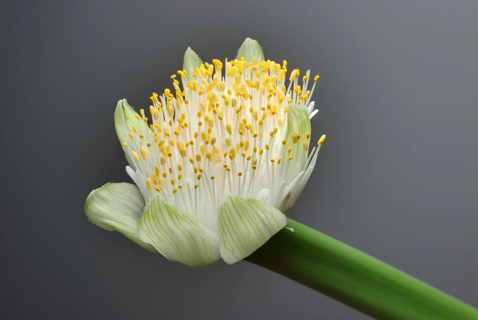 White Paintbrush (Haemanthus Albiflos) — bulb for half or shade; minimal maintenance is required; however, spent flowers should be removed to, image 72