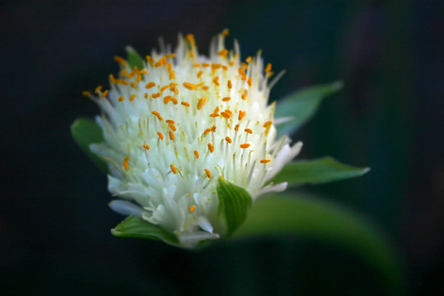White Paintbrush (Haemanthus Albiflos) — comprised of multiple tiny white flowers clustered atop a sturdy stalk