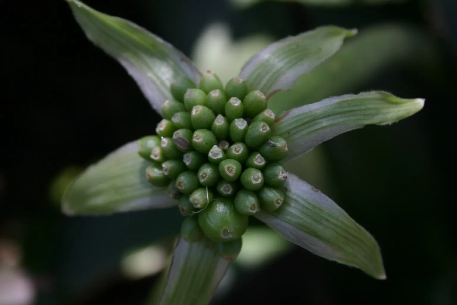 White Paintbrush (Haemanthus Albiflos) — A sheltered location will help in regions with cooler climates.<br><br>The lance-shaped