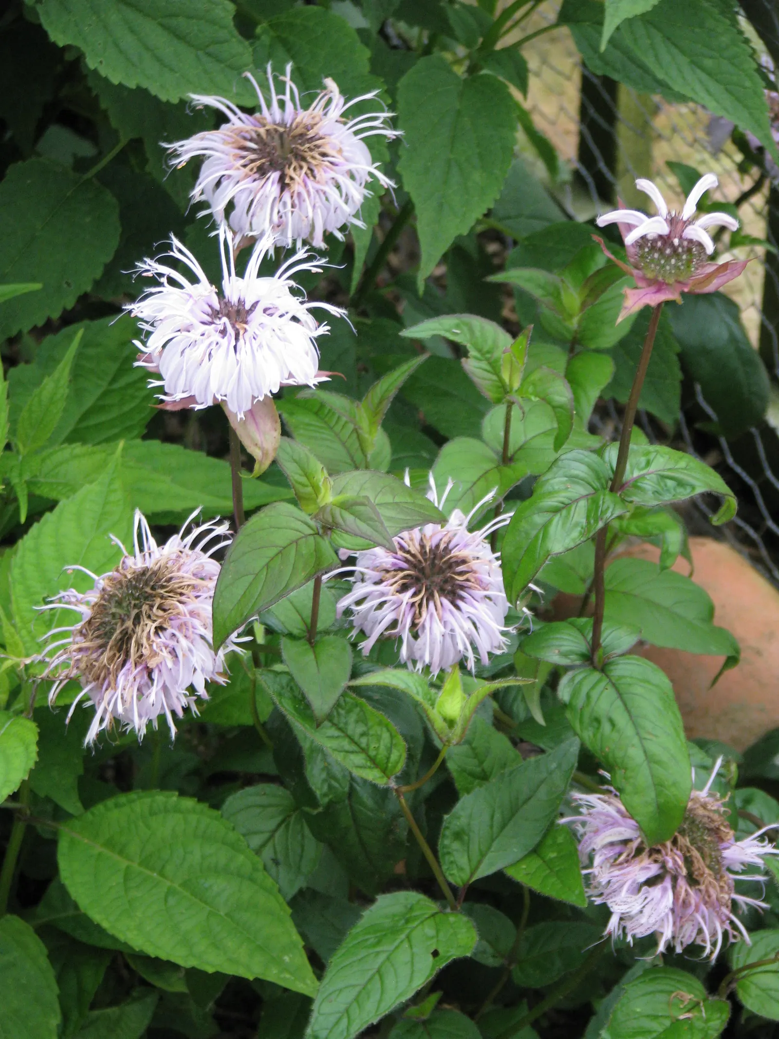 Eastern Bee Balm (Monarda Bradburiana) — is a perennial herbaceous plant native to North America