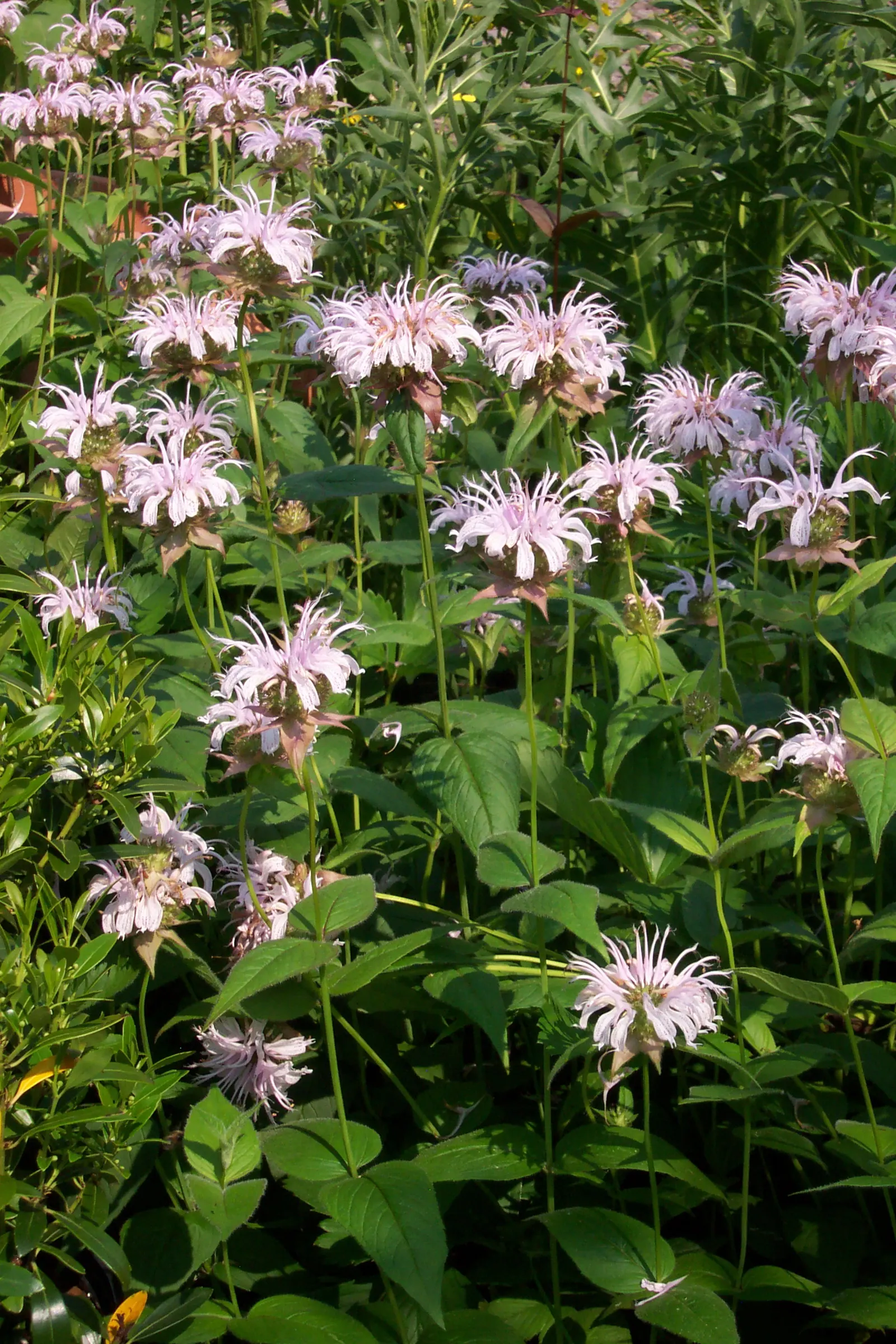 Eastern Bee Balm (Monarda Bradburiana) — This drought-tolerant species thrives in full sun to part shade and well-drained soils