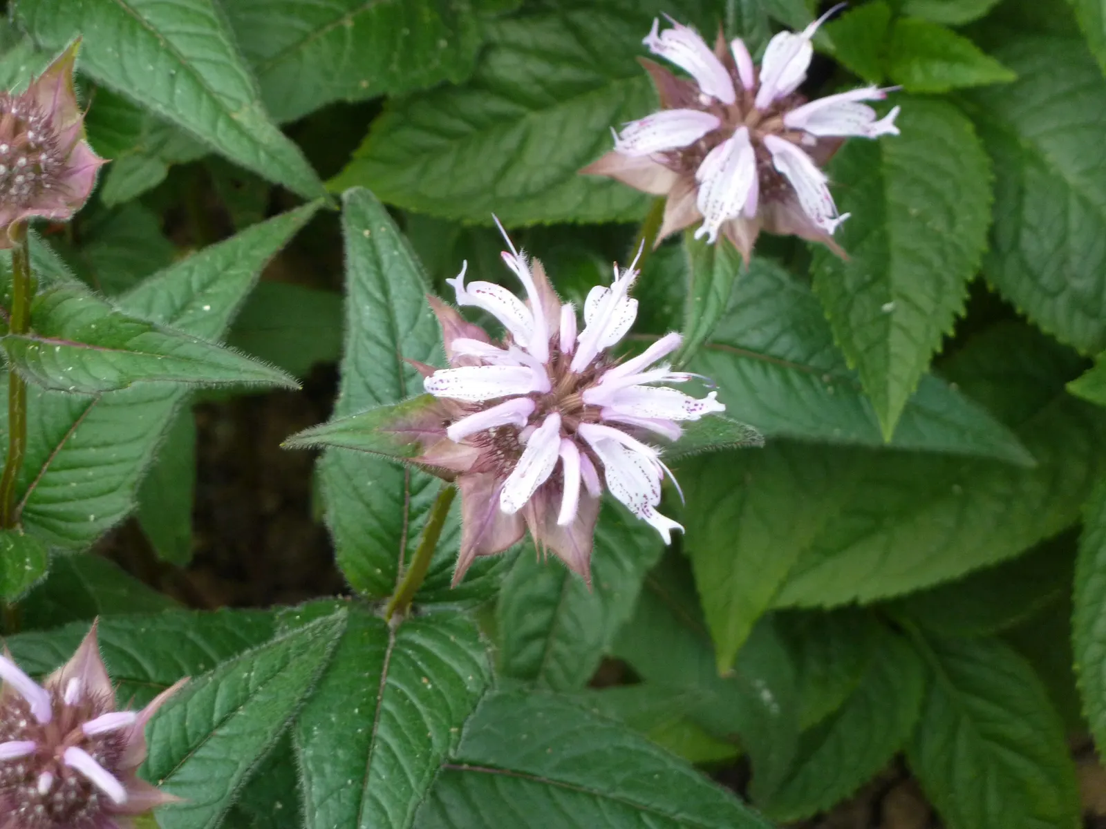 Eastern Bee Balm (Monarda Bradburiana) — it attracts pollinators like butterflies and bees while resisting deer