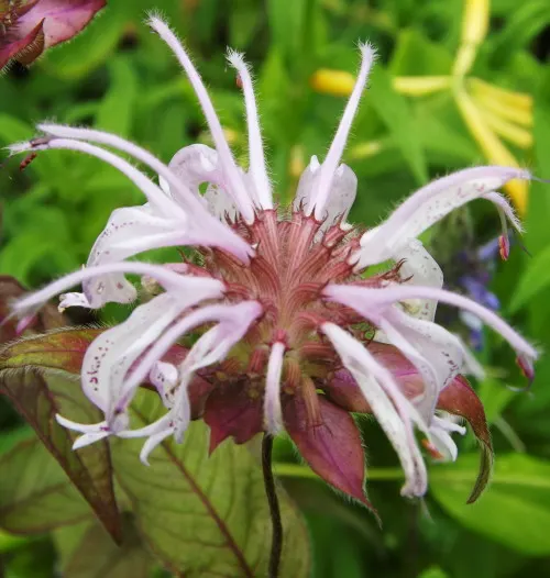 Eastern Bee Balm (Monarda Bradburiana) — Blooming from late spring to early summer