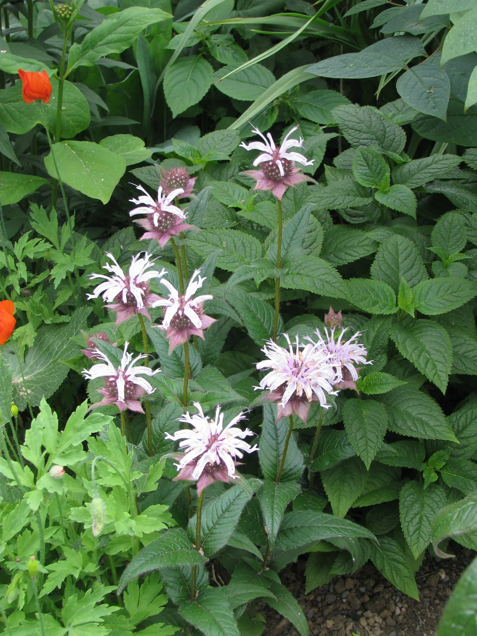 Eastern Bee Balm (Monarda Bradburiana) — Space plants 18-24 inches apart for optimal growth