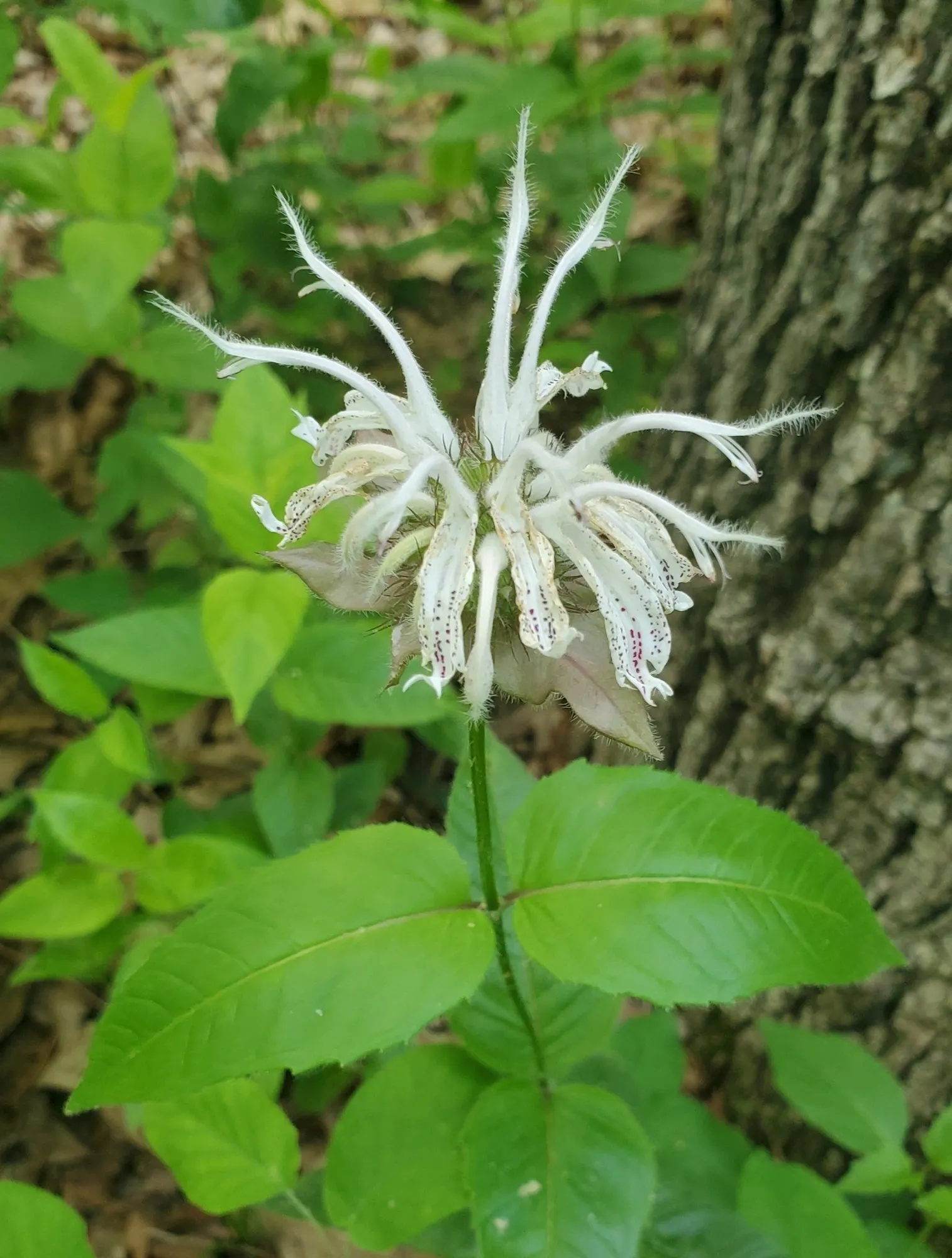Eastern Bee Balm (Monarda Bradburiana) — <br><br>Coyote Mint's foliage presents an attractive grayish-green hue