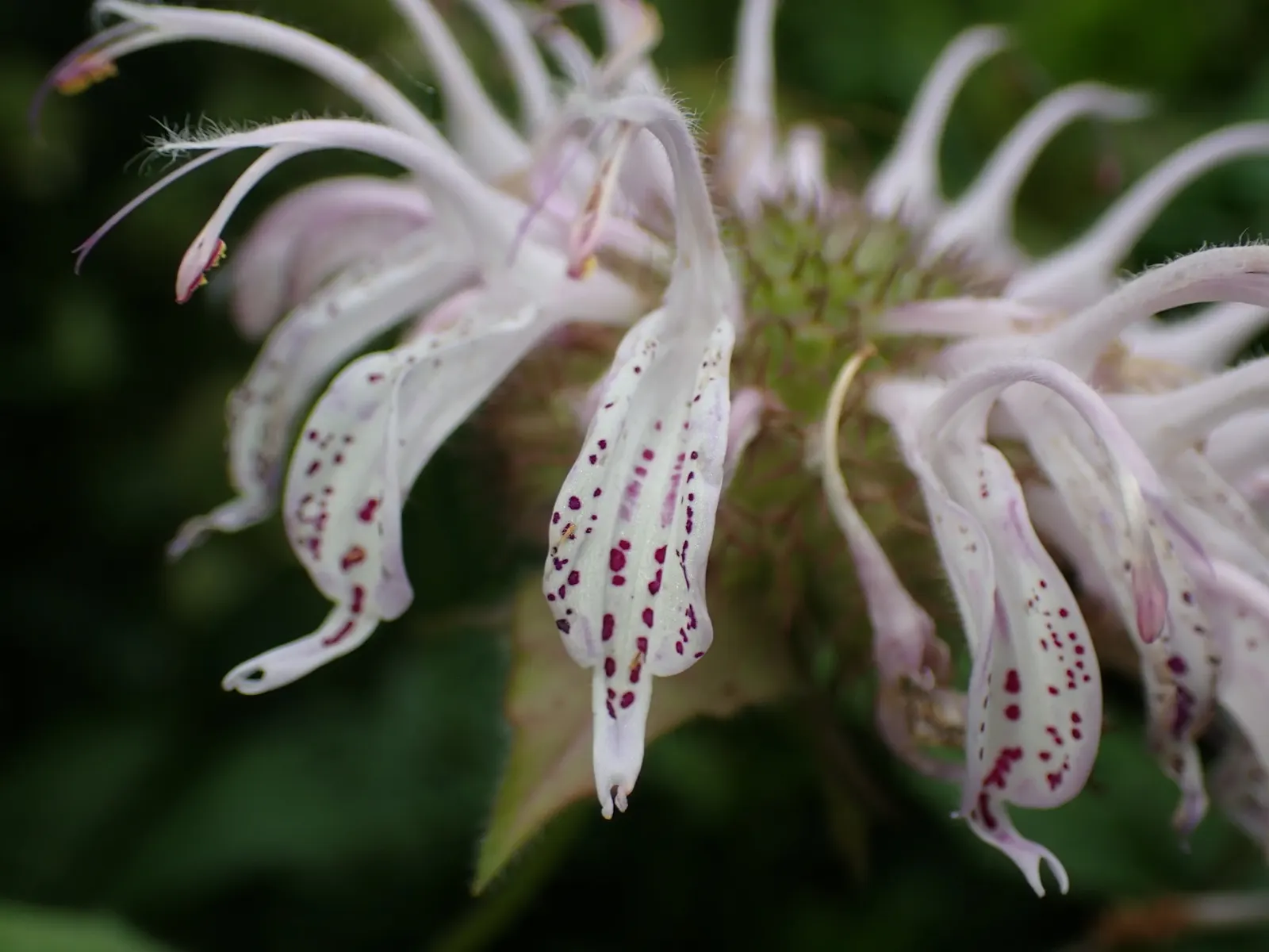 Eastern Bee Balm (Monarda Bradburiana) — while its two-lipped flowers burst into a dazzling display of lavender to pink colors