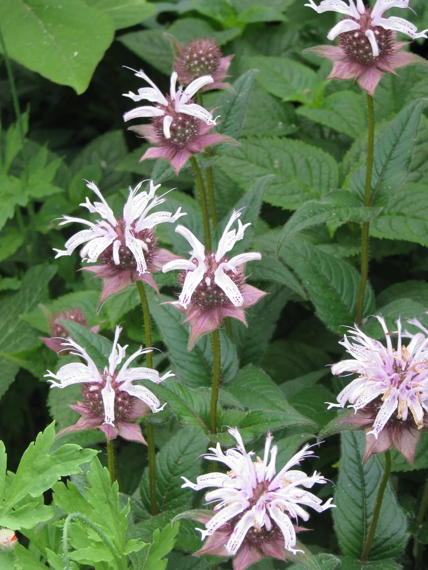 Eastern Bee Balm (Monarda Bradburiana) — This North American native thrives in USDA Hardiness Zones 4 to 8 and boasts a clumping growth habit