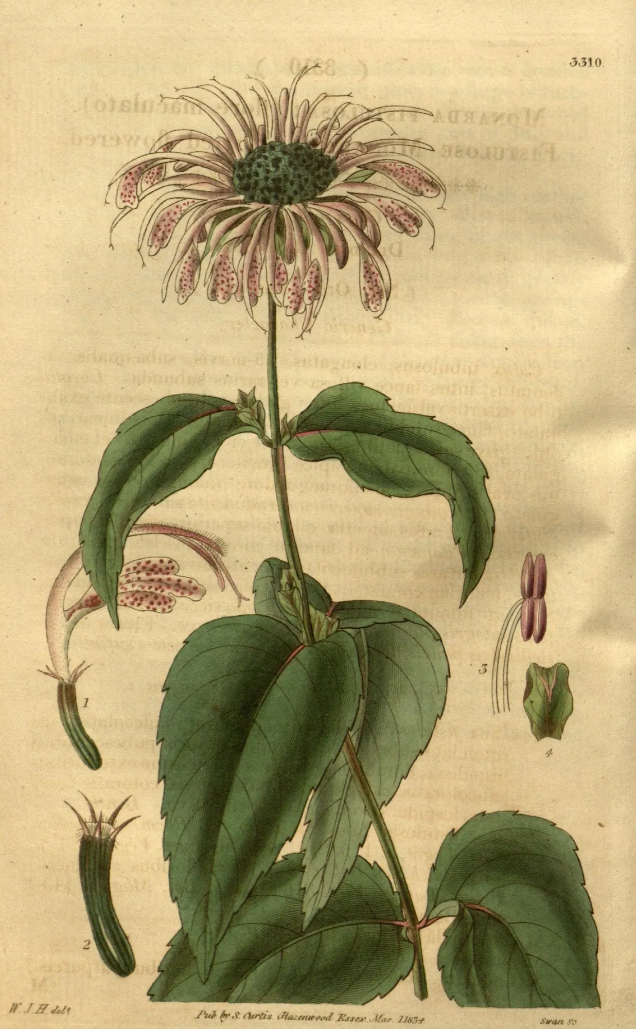 Eastern Bee Balm (Monarda Bradburiana) — typically reaching 1.5 to 2 feet in height with a similar spread