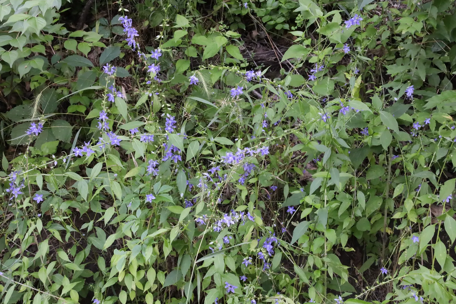 Tall Bellflower (Campanula Americana) — is a charming addition to any garden due to its striking vertical presence and beautiful floral display