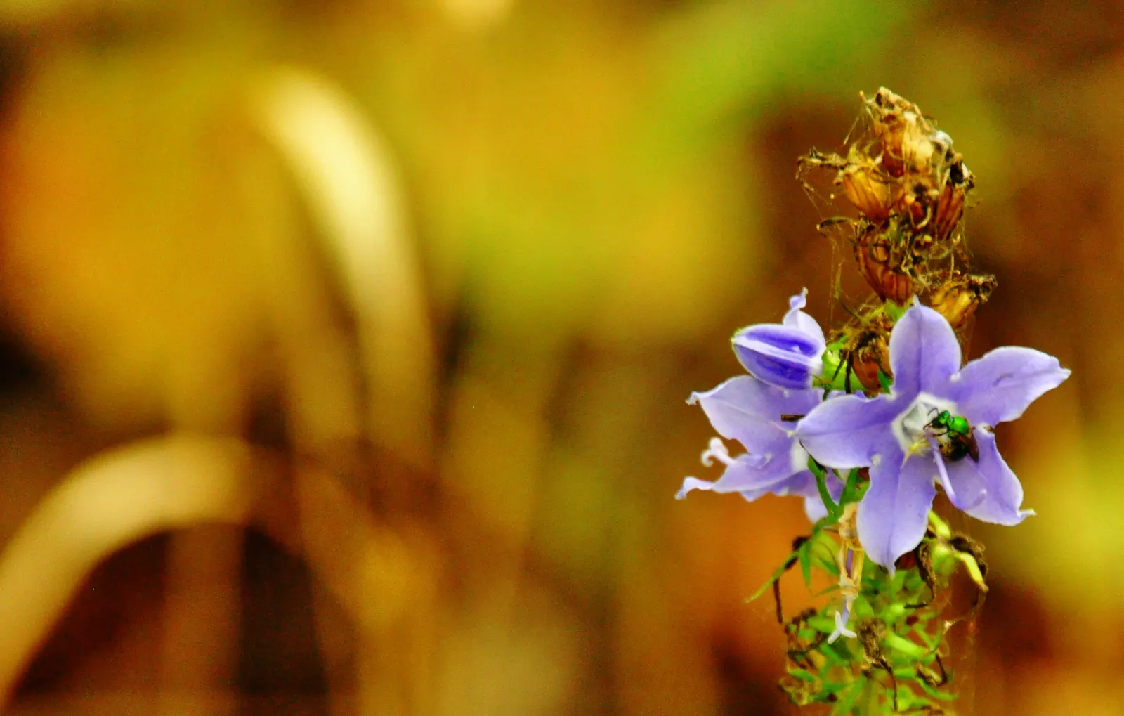 Tall Bellflower (Campanula Americana) — graces gardens with its striking vertical growth