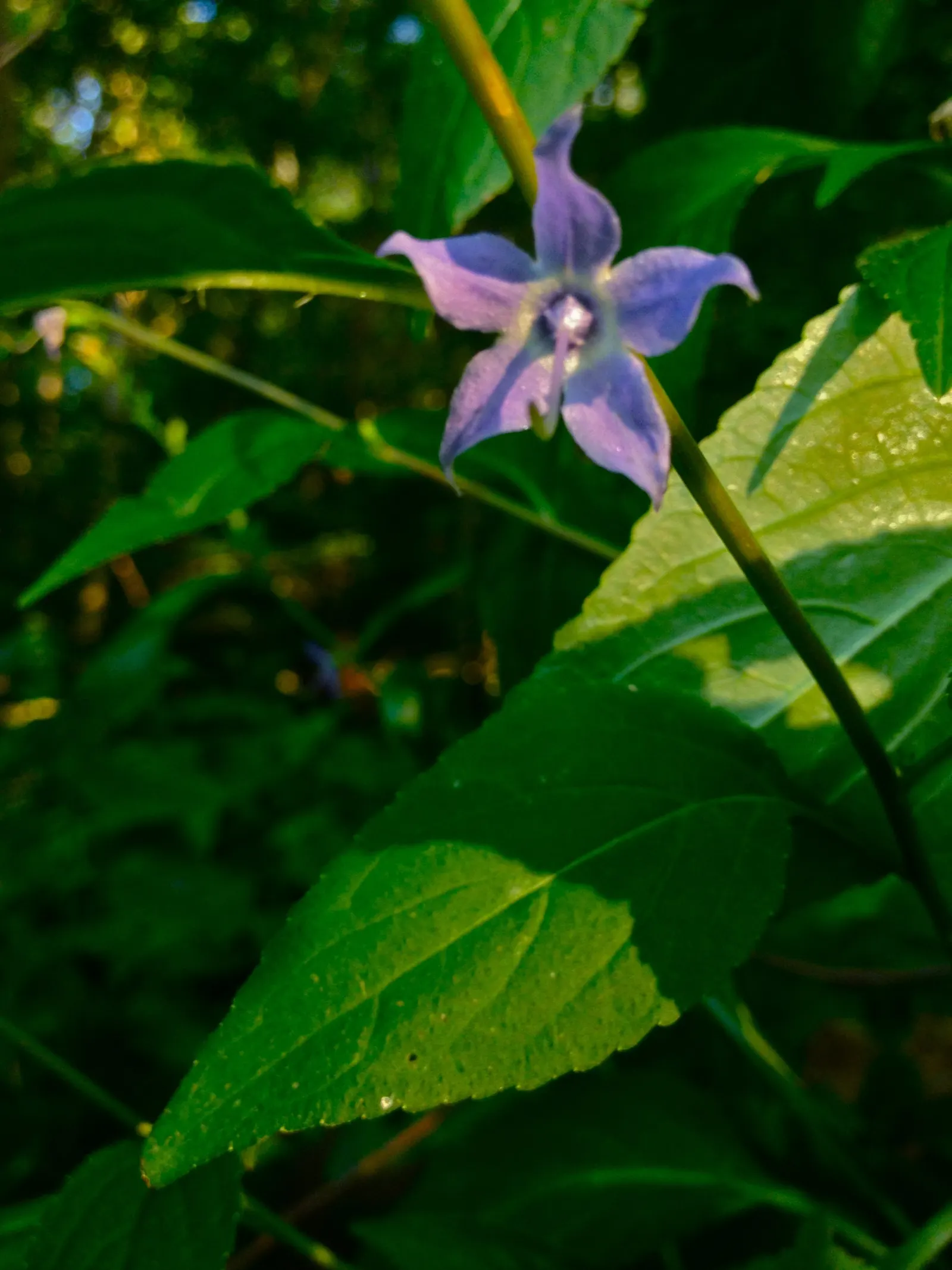 Tall Bellflower (Campanula Americana) — It is hardy in USDA zones 3 to 8, making it versatile for various climatic conditions