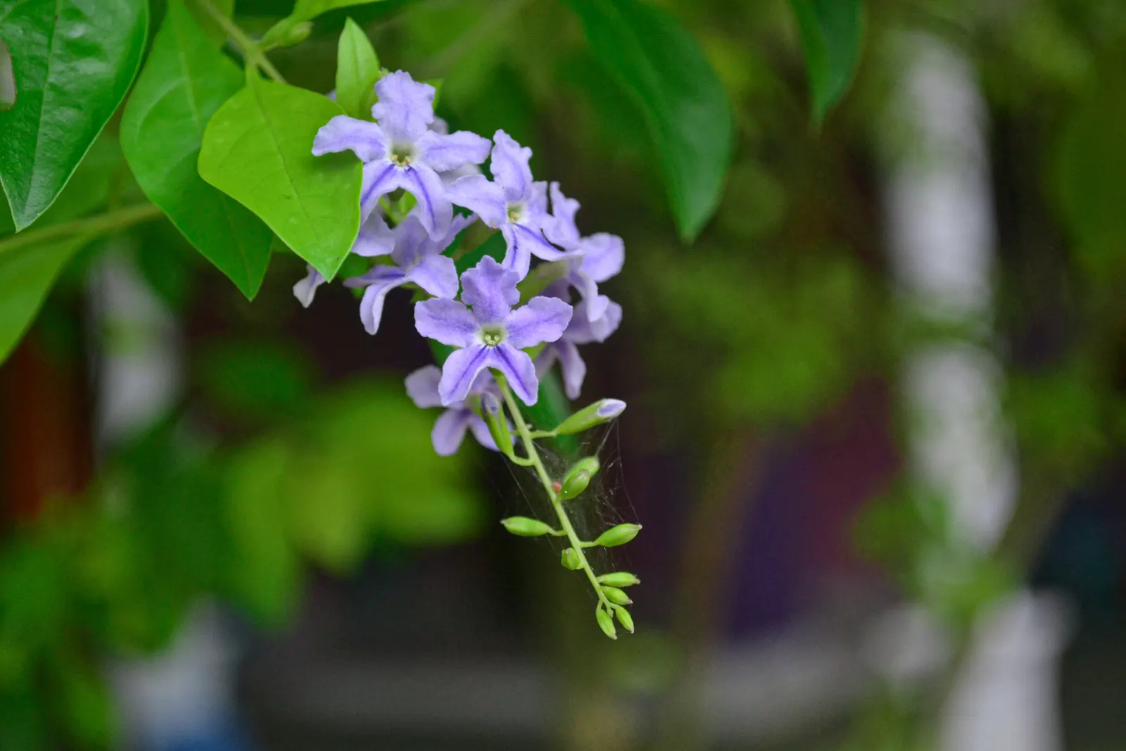 Tall Bellflower (Campanula Americana) — reaching heights of 3 to 6 feet
