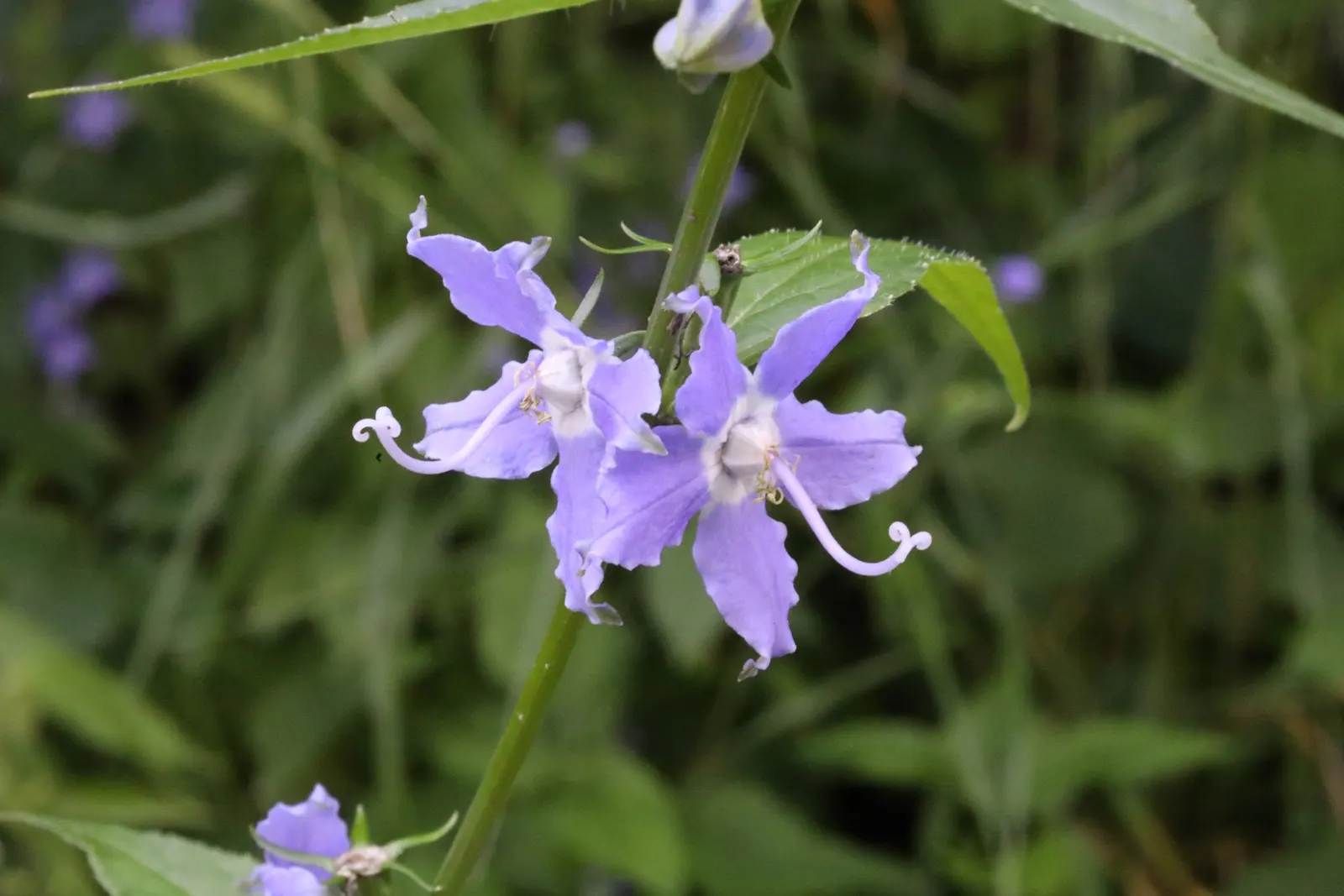 Tall Bellflower (Campanula Americana) — It can spread through self-seeding