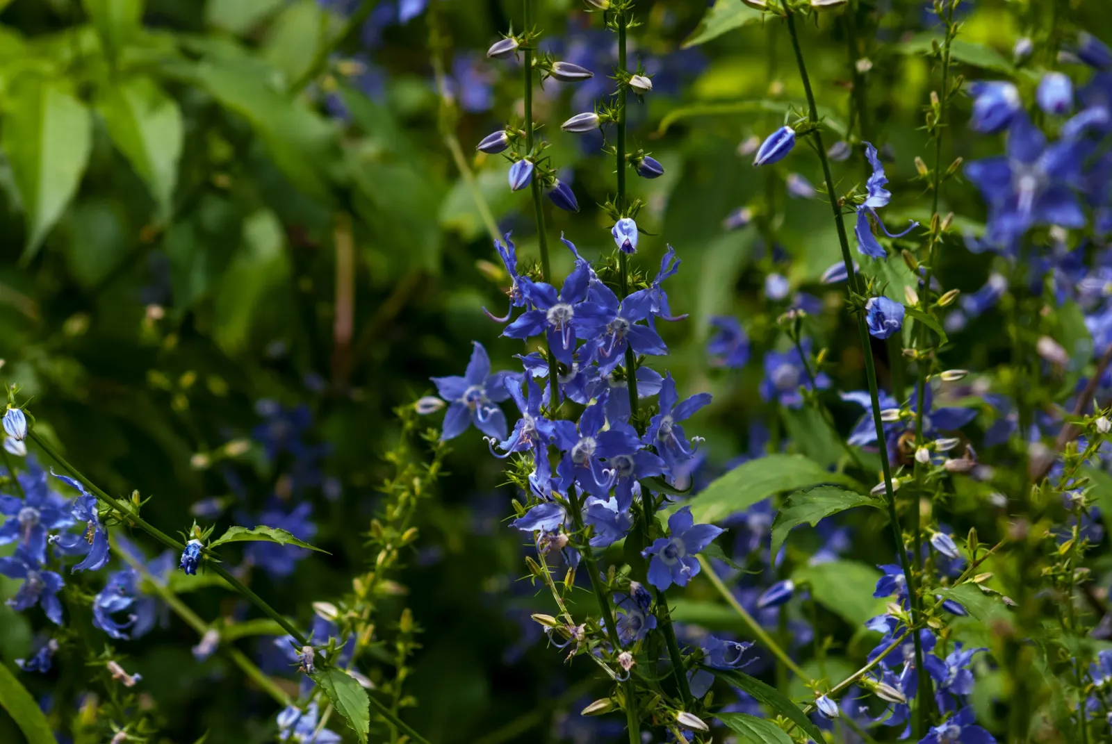 Tall Bellflower (Campanula Americana) — Regular watering will keep this plant healthy