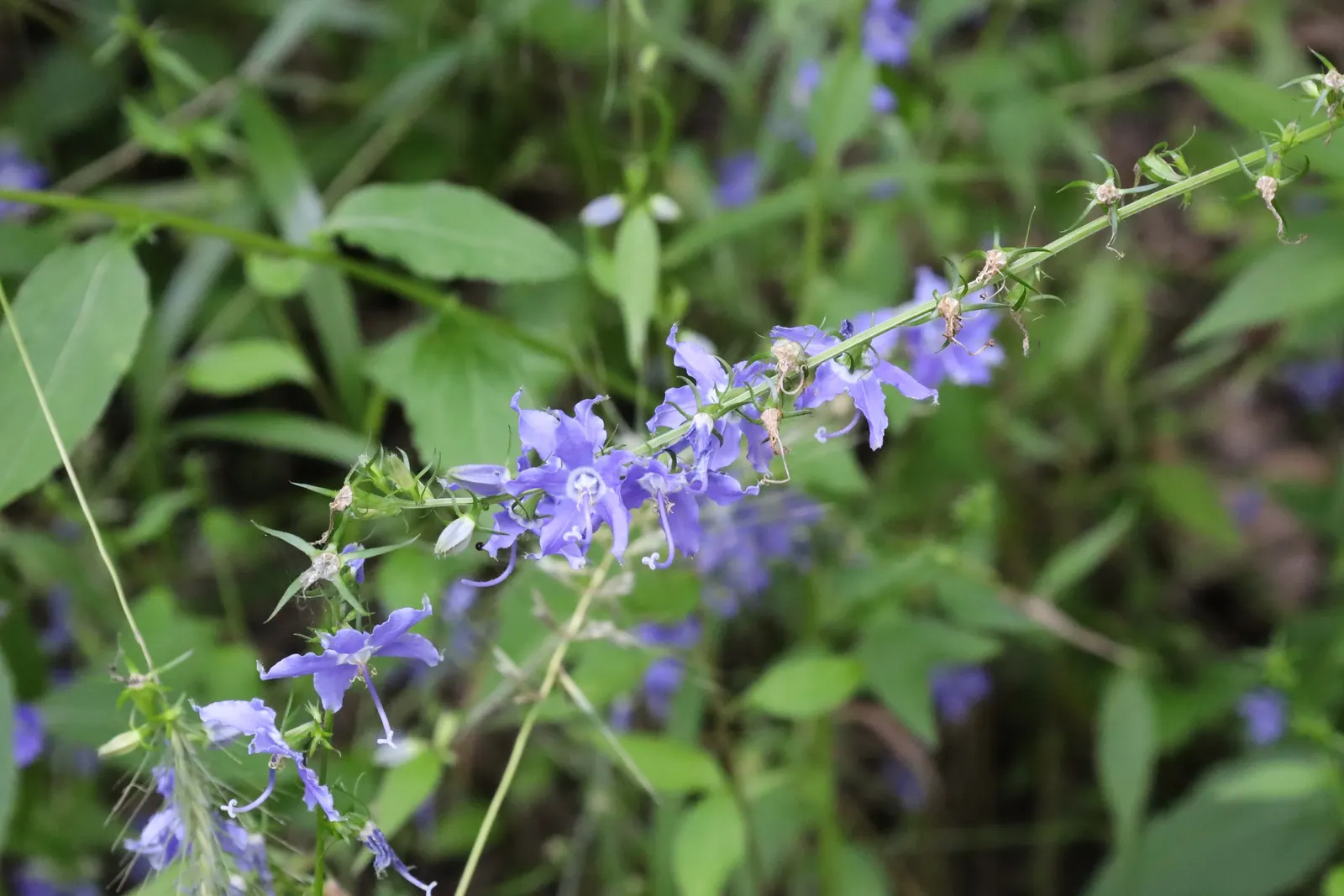 Tall Bellflower (Campanula Americana) — Leaves are lance-shaped and can grow up to 6 inches long, offering a lush green backdrop for the blooms