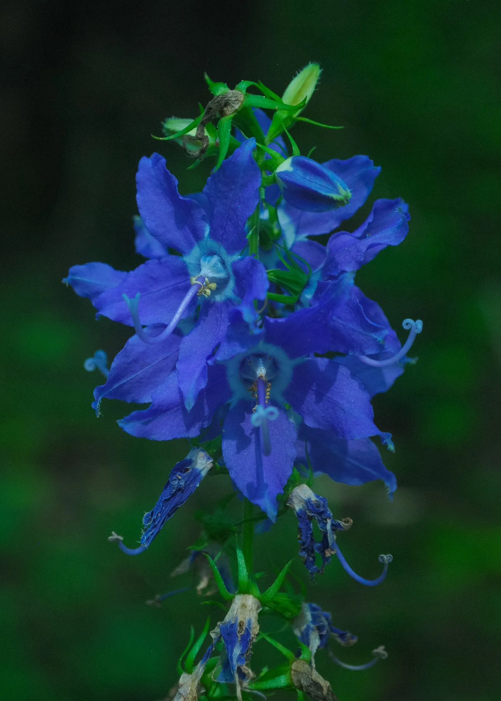 Tall Bellflower (Campanula Americana) — scientifically known as Campanula americana
