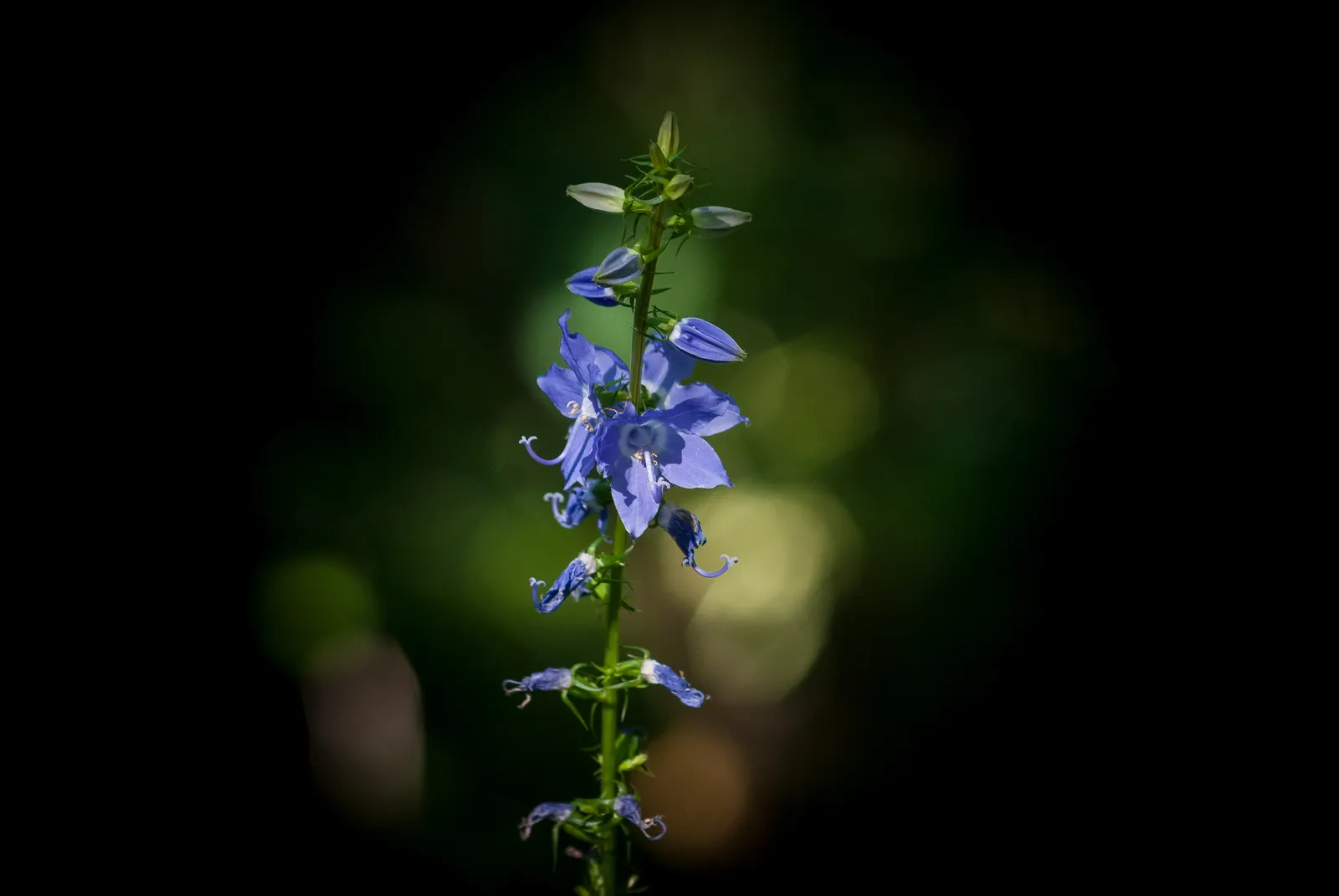 Tall Bellflower (Campanula Americana) — Its vertical form pairs well with lower-growing perennials and ornamental grasses