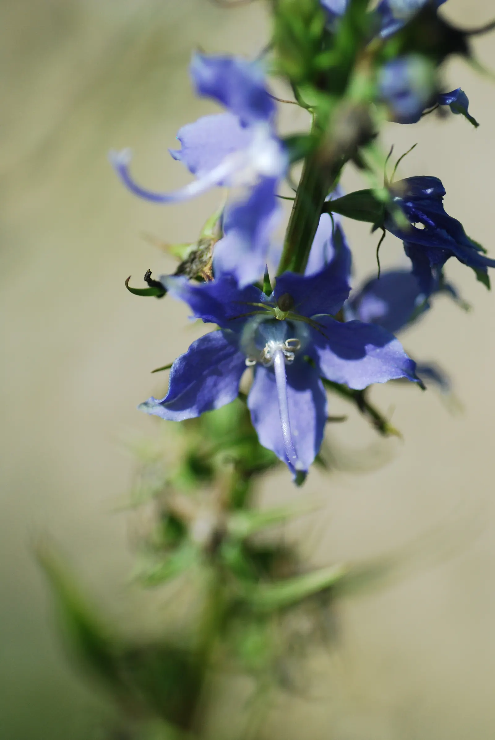 Tall Bellflower (Campanula Americana) — usually from July to September