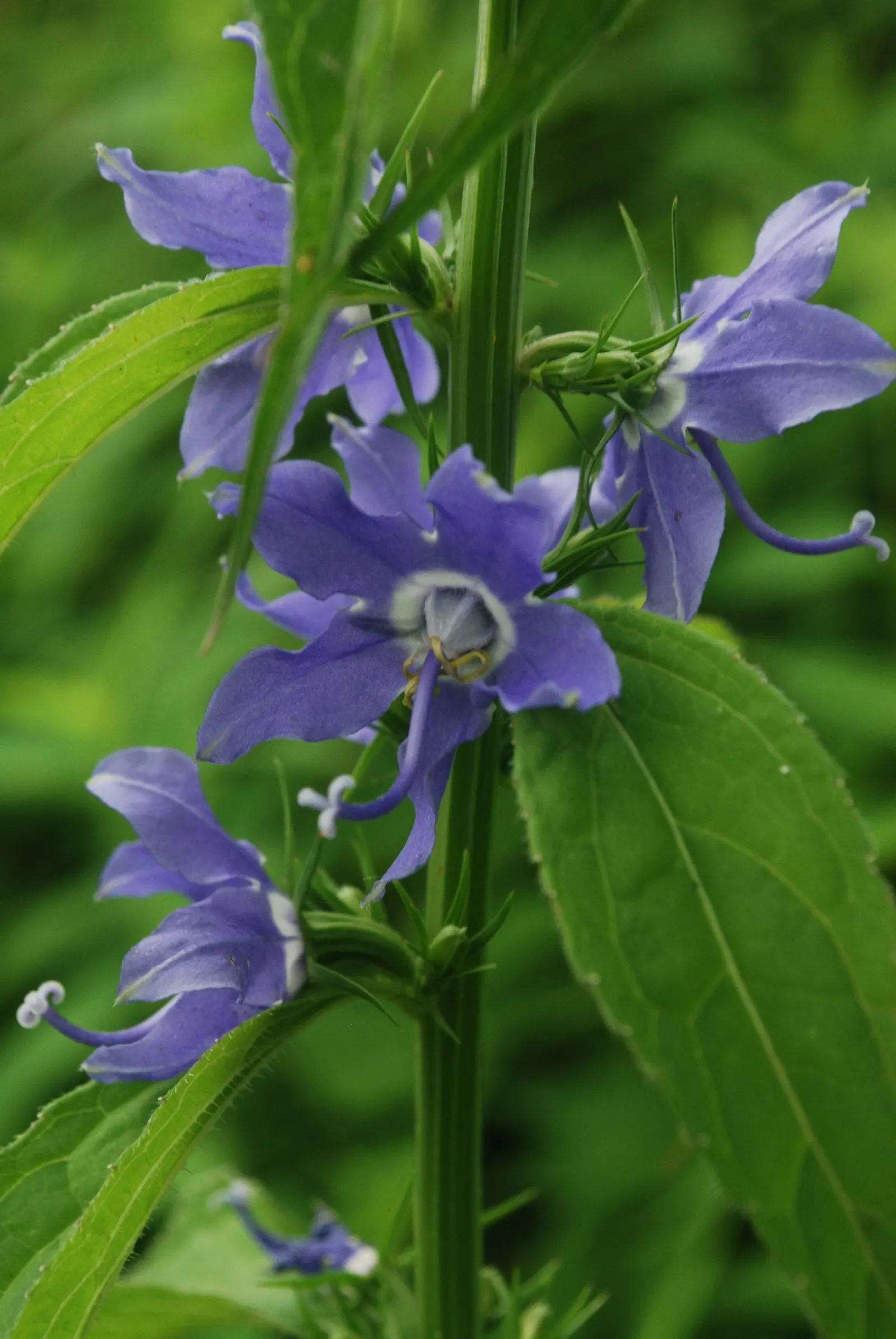 Tall Bellflower (Campanula Americana) — This native perennial enjoys partial shade to full sun and thrives in moist, well-draining soil