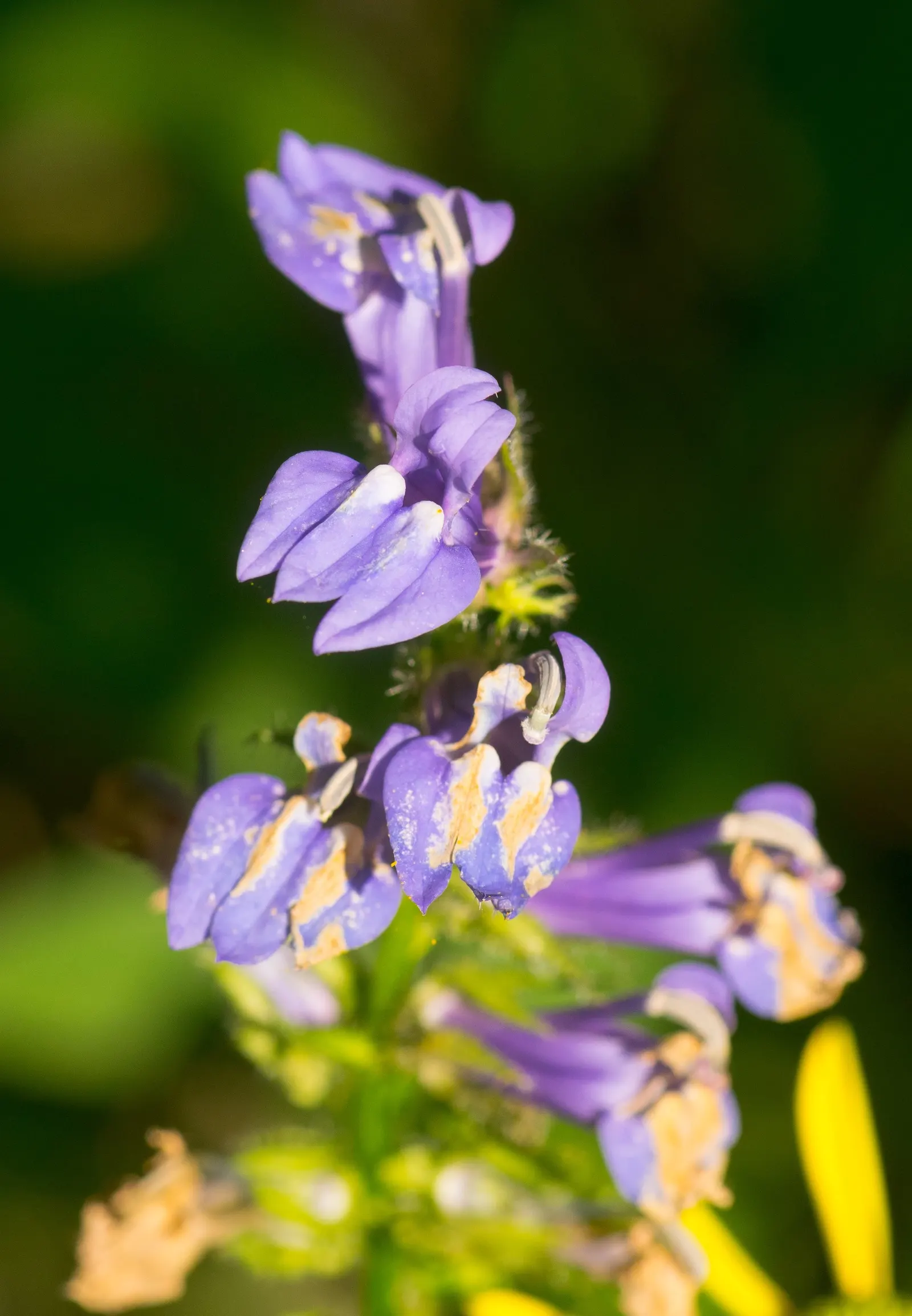 Tall Bellflower (Campanula Americana) — the Tall Bellflower produces abundant clusters of star-shaped