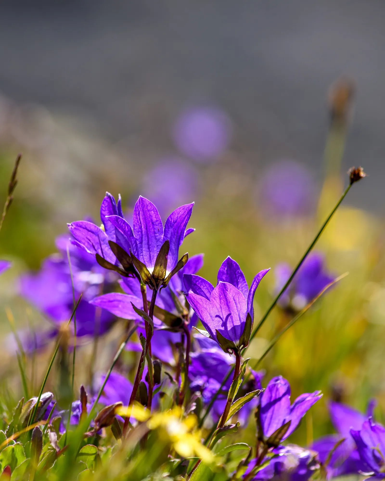 Tall Bellflower (Campanula Americana) — graces gardens with its striking vertical growth; this native perennial enjoys partial shade to full sun and thrives in