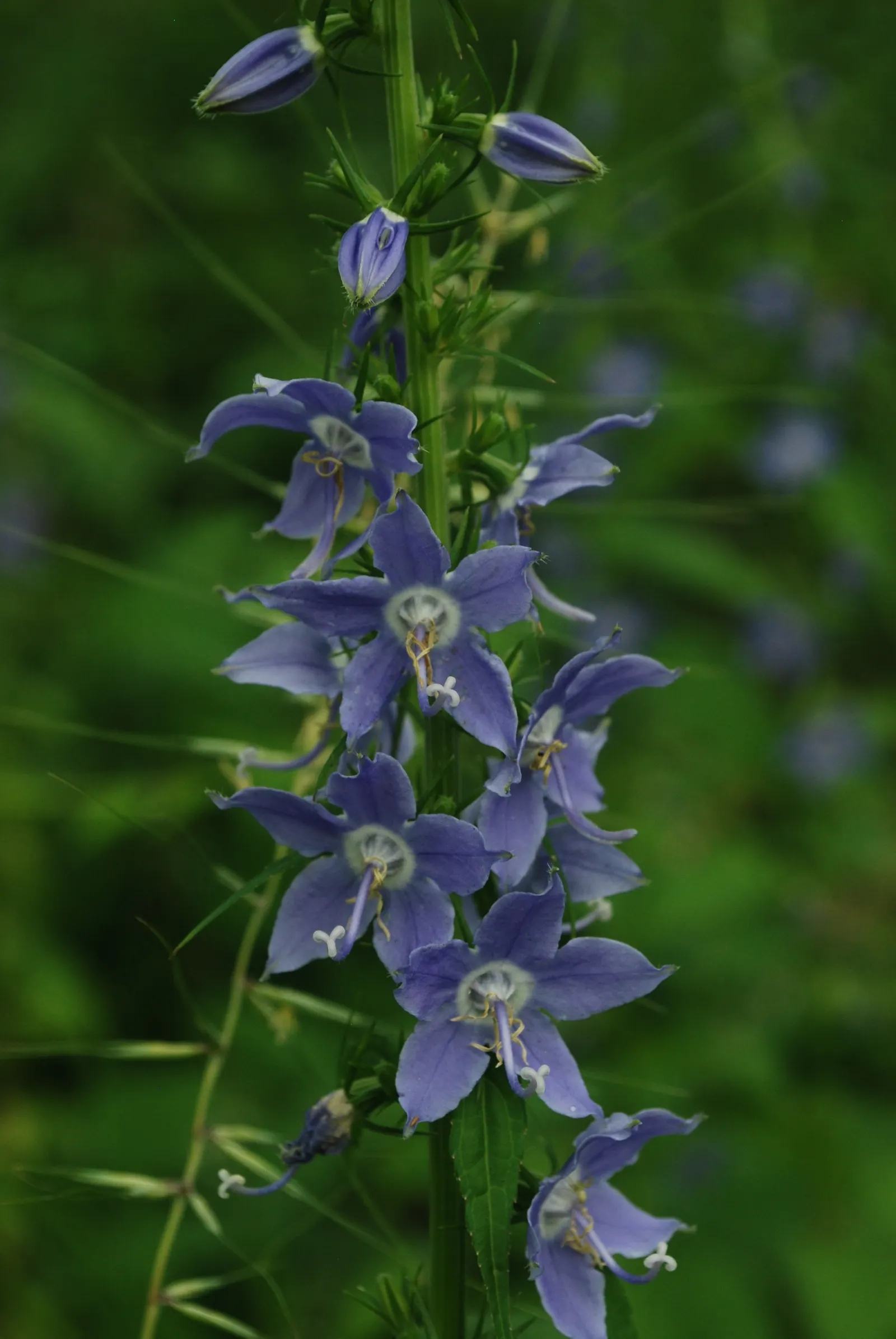 Tall Bellflower (Campanula Americana) — adding effortless charm and height to wildflower gardens or informal borders