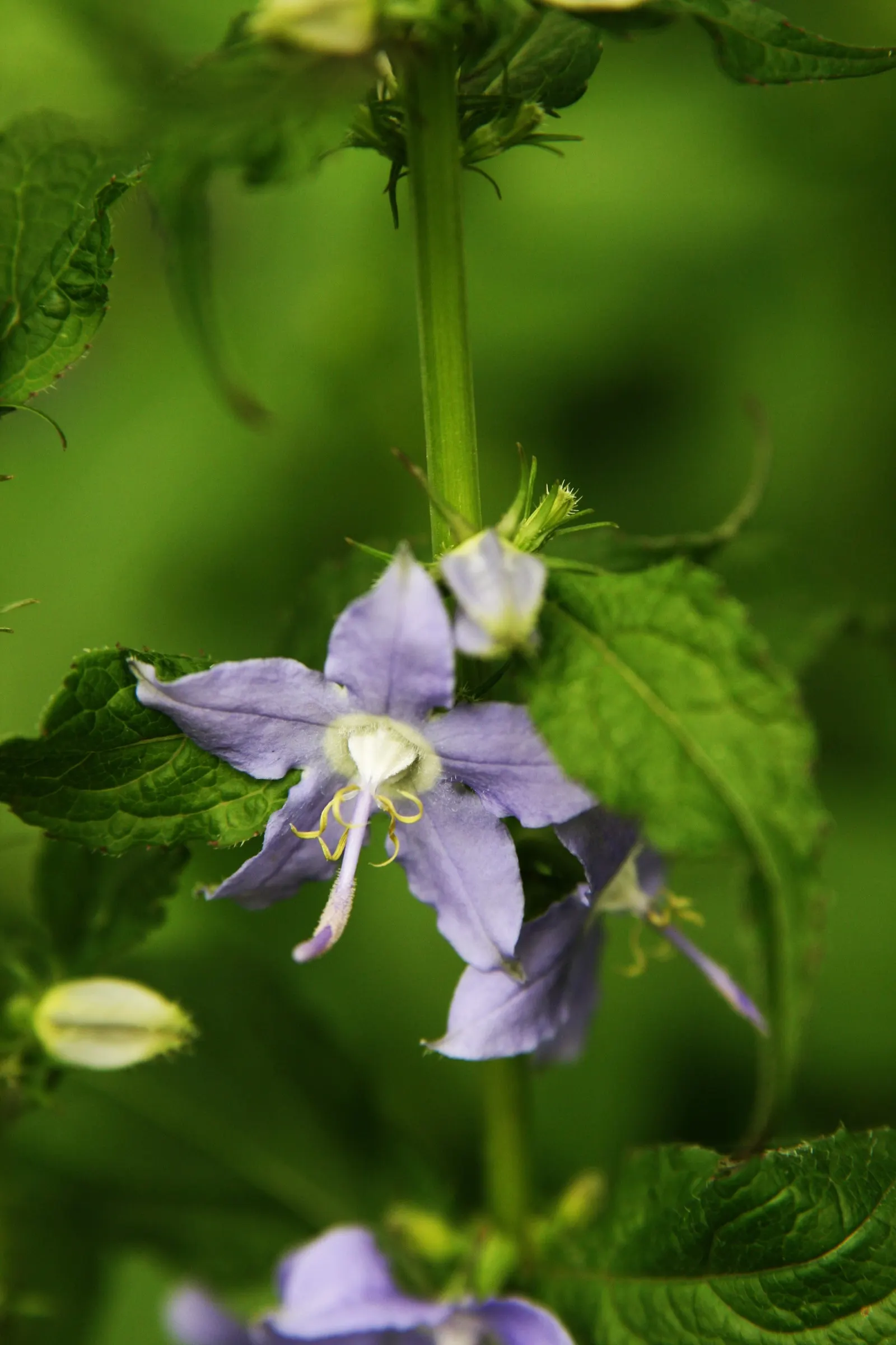 Tall Bellflower (Campanula Americana) — blue flowers in the garden