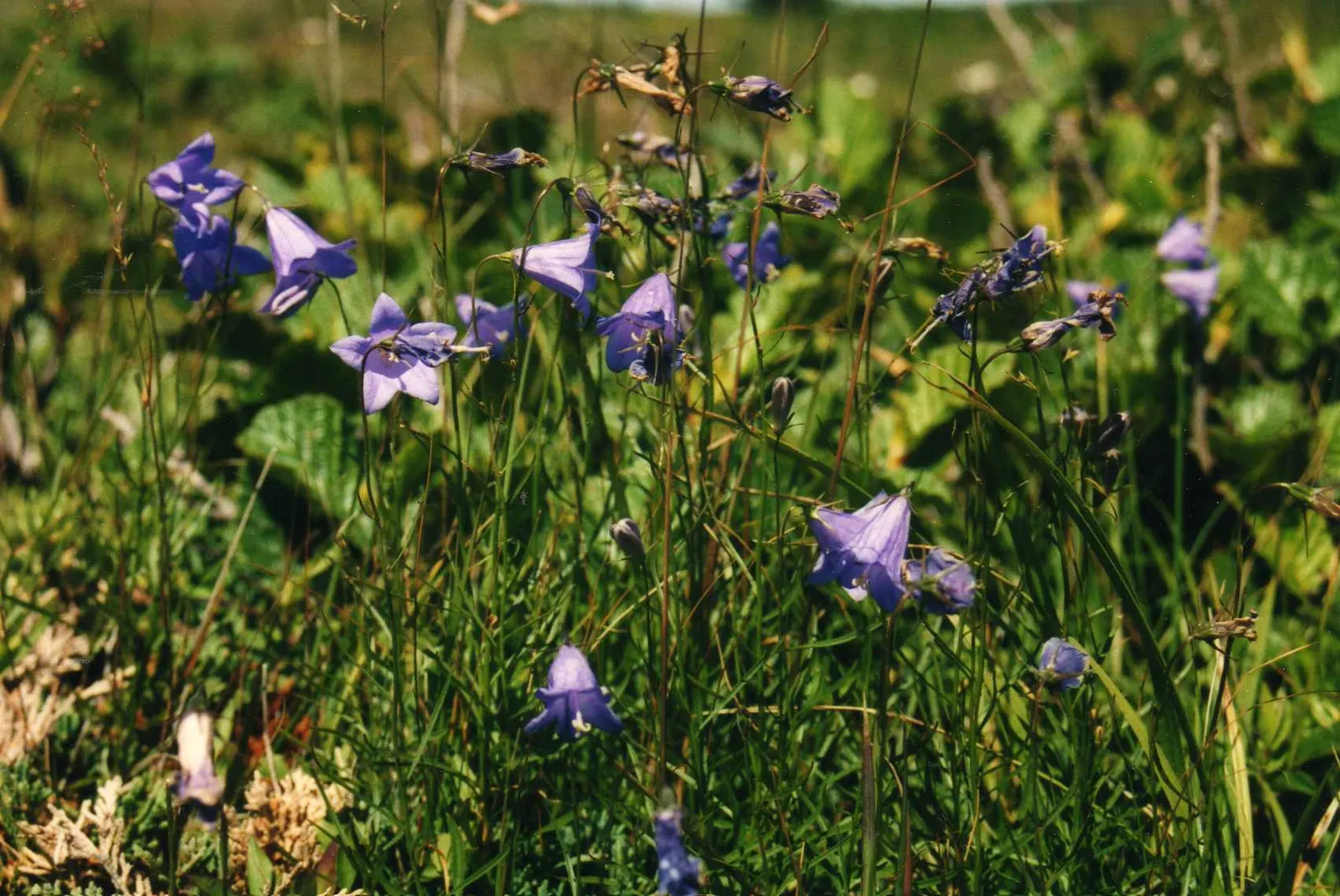 Tall Bellflower (Campanula Americana) — Its starry, blue-violet blossoms bloom from mid-summer to early fall, favoring zones 3-8; perennial with blue blooms