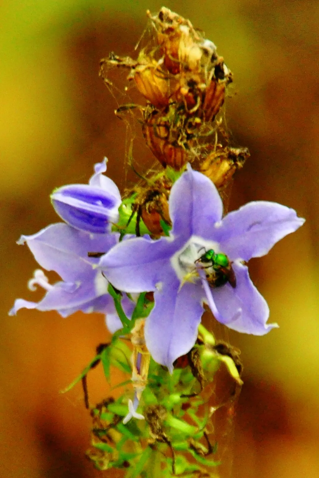 Tall Bellflower (Campanula Americana) — Campanula americana thrives in full sun to partial shade