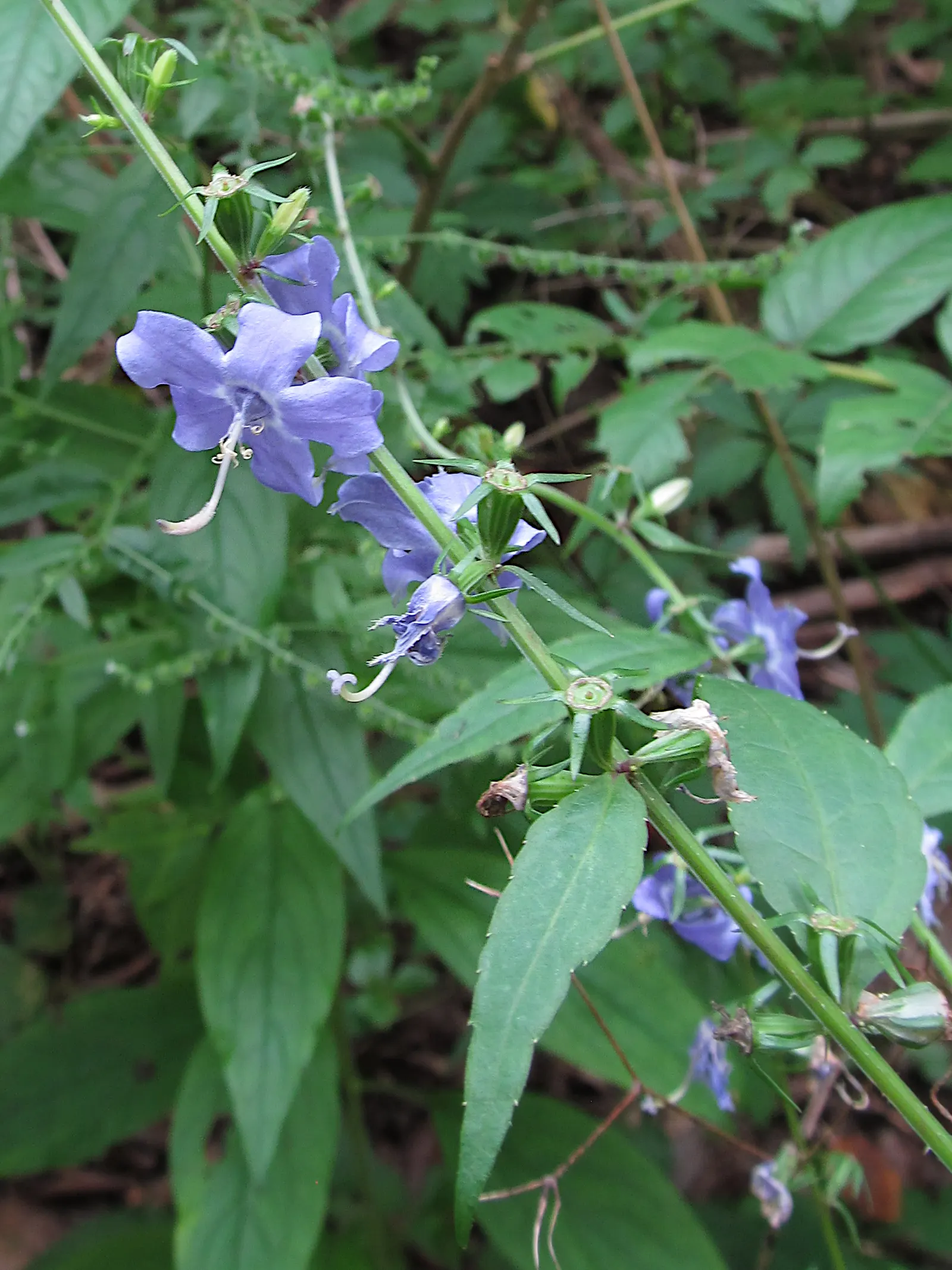 Tall Bellflower (Campanula Americana) — perennial with blue blooms