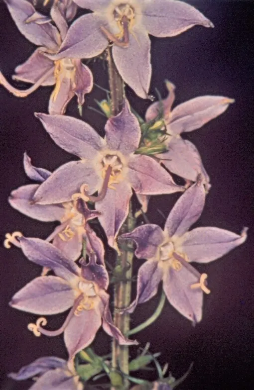 Tall Bellflower (Campanula Americana) — perennial for full or half