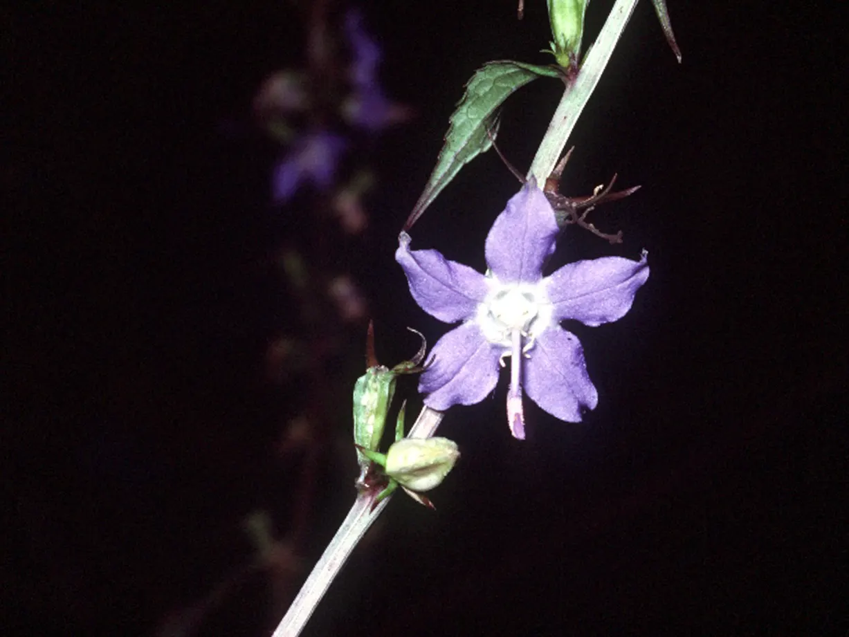 Tall Bellflower (Campanula Americana) — creating a multi-layered aesthetic that enhances the visual interest of the space