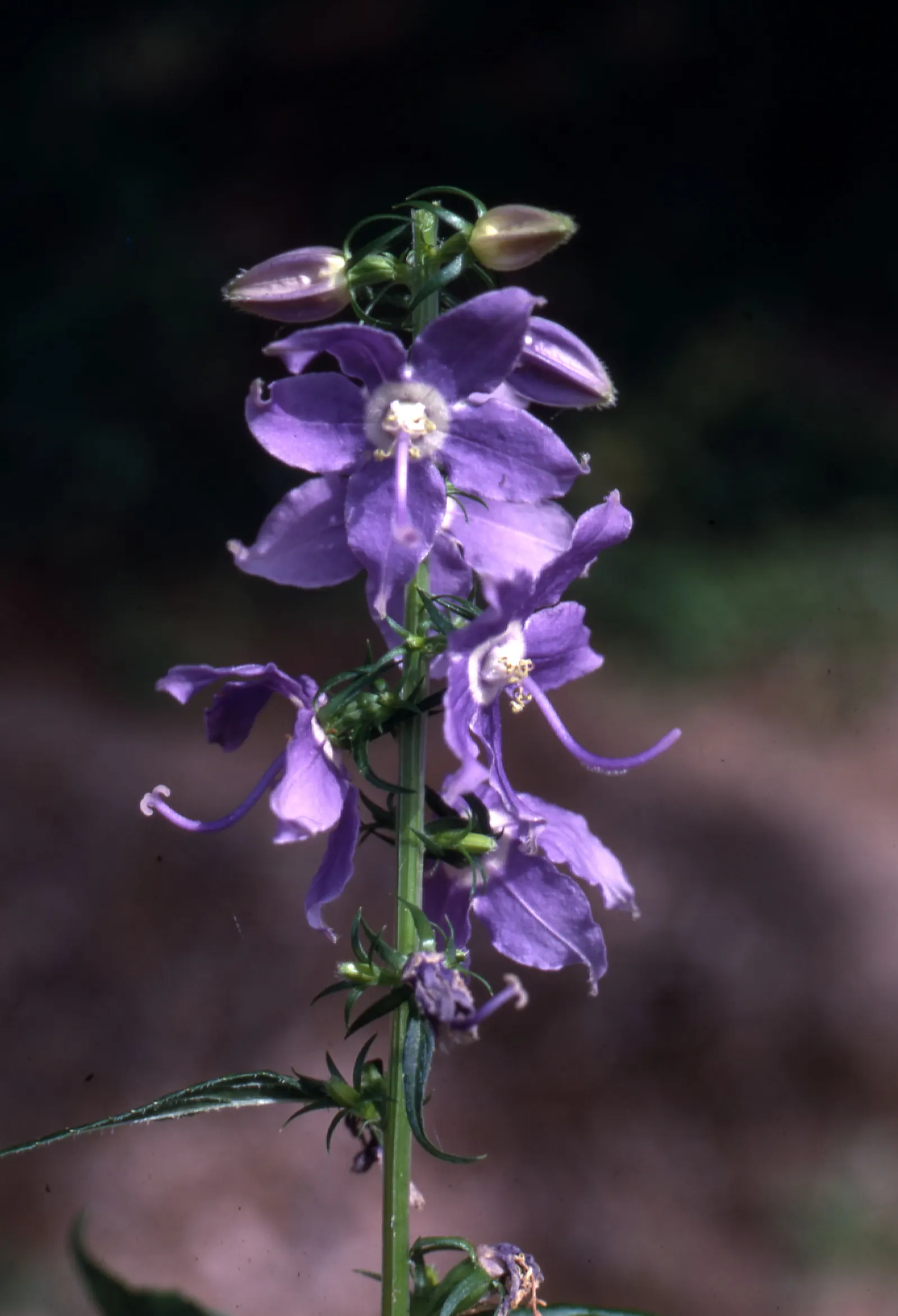 Tall Bellflower (Campanula Americana) — reaching heights of 3 to 6 feet; the Tall Bellflower produces abundant clusters of star-shaped